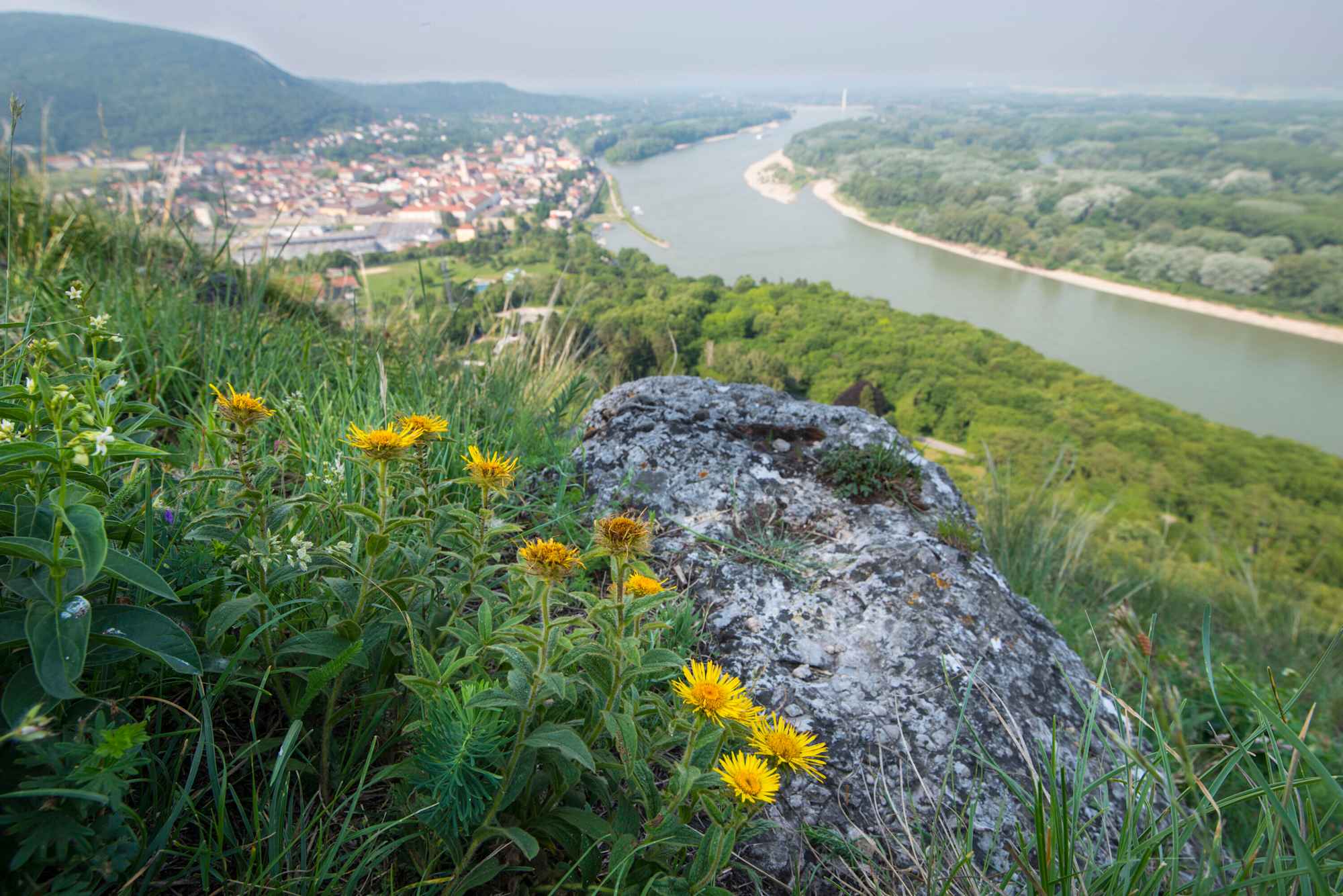 Blick vom Braunsberg auf die Donau