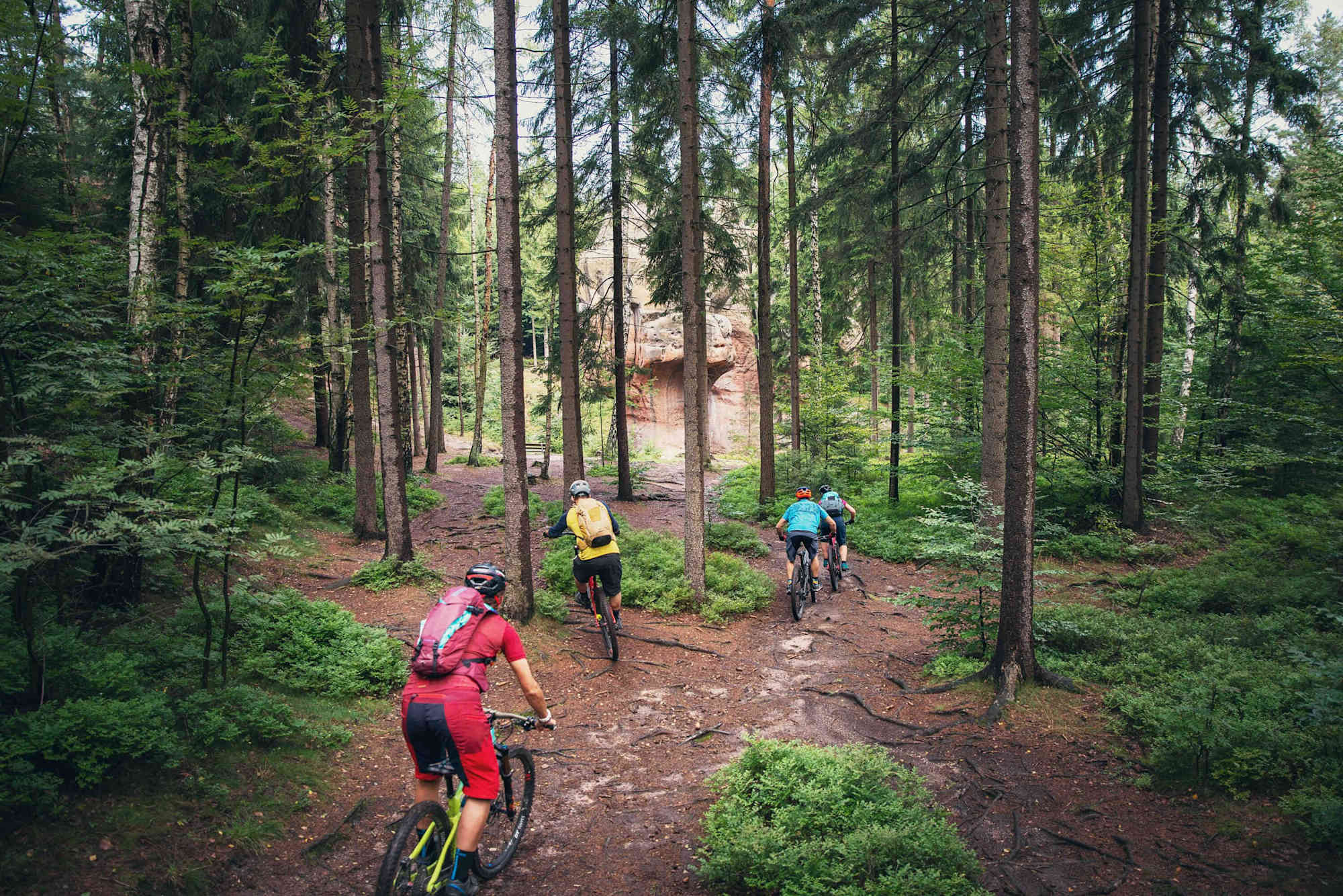 Wurzeliger Trail im Zittauer Gebirge.