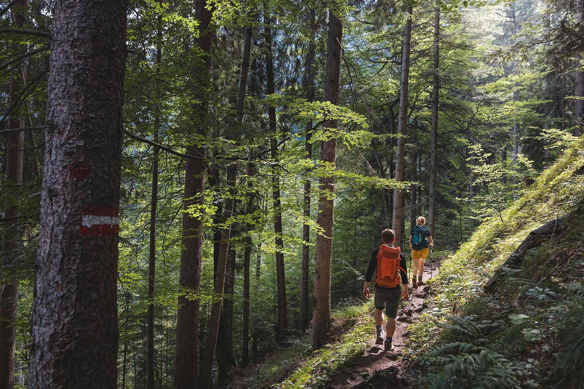Kaiserkrone, Etappe 3, Aufstieg durch den Wald