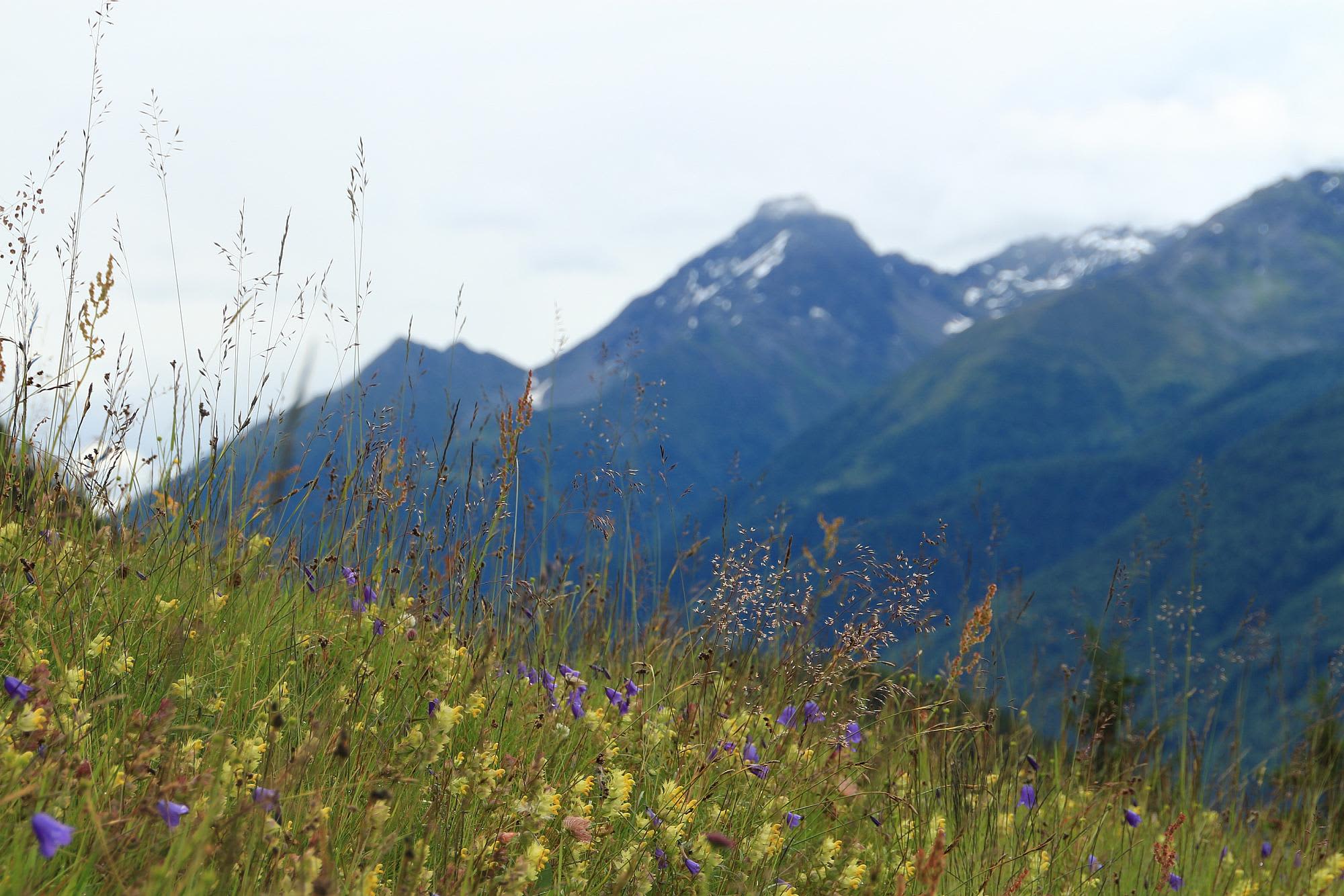 Blumenwiese im Virgental im Nationalpark Hohe Tauern Osttirol