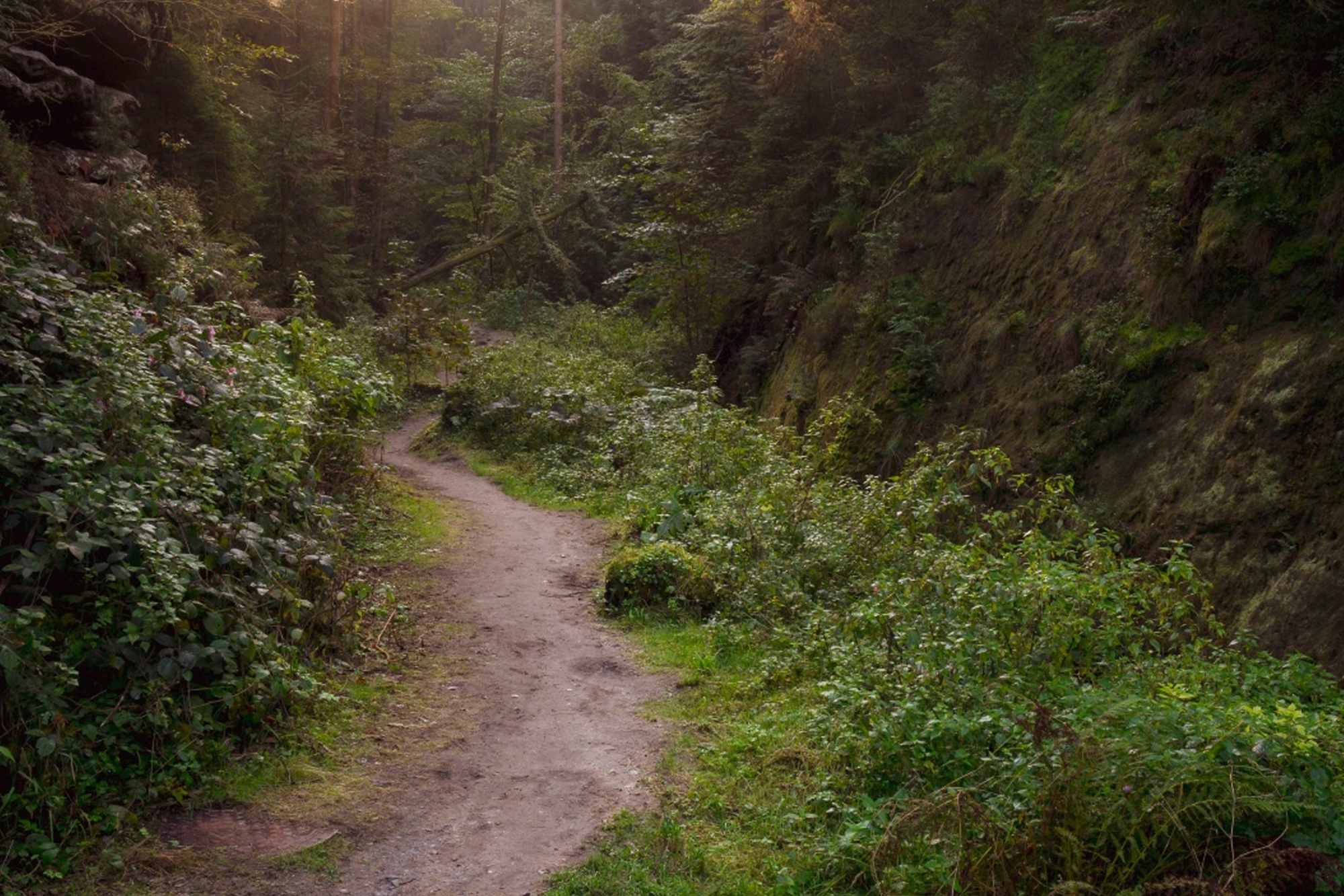 Wandern in der Natur