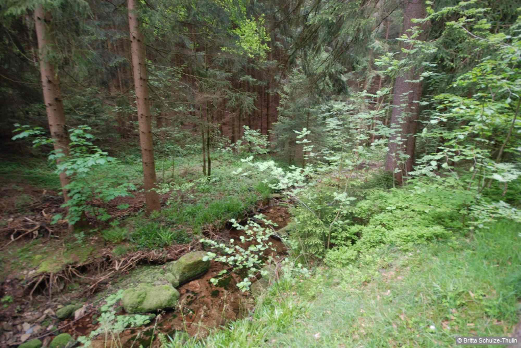Wir gelangen in ein romantisches Bachtal, wo wir immer geradeaus weiterwandern. Wir kommen an einer Kneipp-Anlage vorbei.
