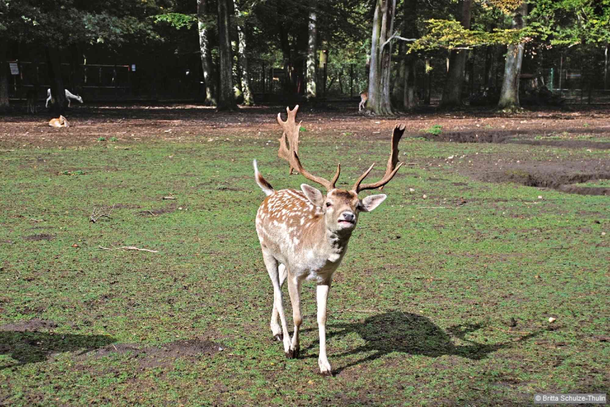 Im Tierpark.