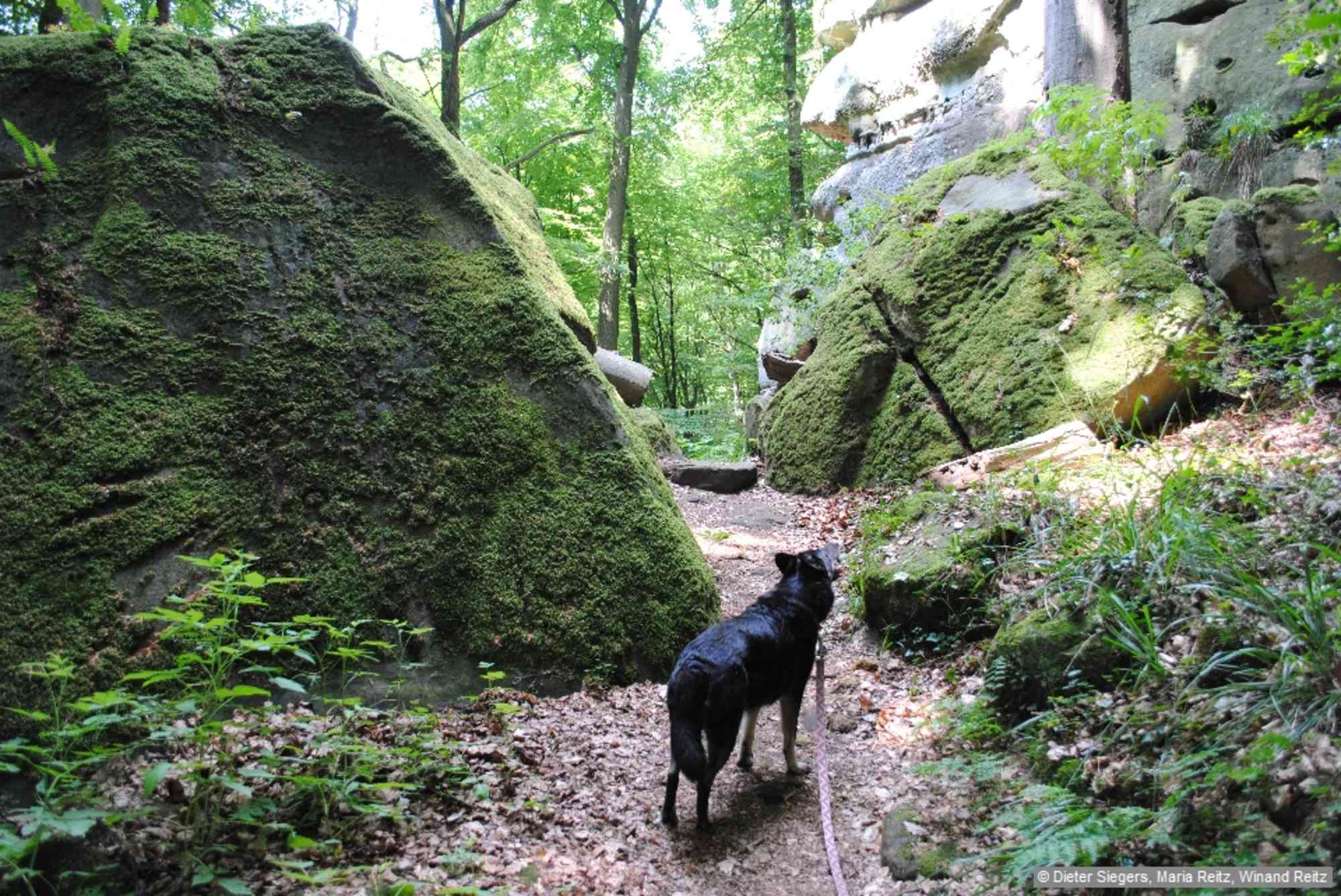 Der Pfad steigt zu den Budderkammer-Felsen (Ww. Nr. C6 + gelbes X) an, unter diesen vorbei zur Brücke über den Alsbach.