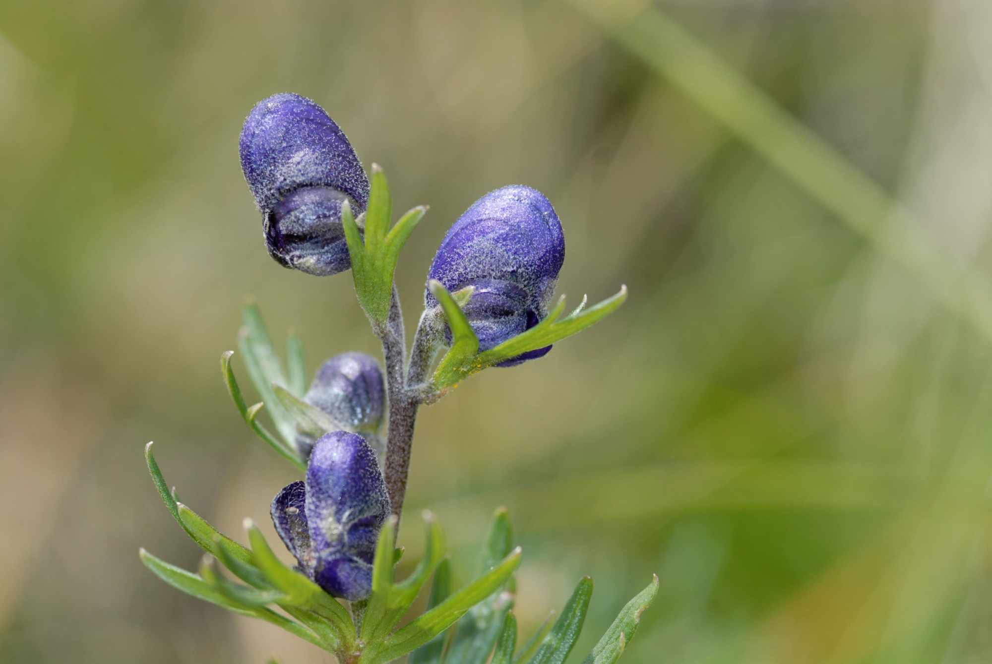 Neben imposanter Berglandschaft gilt es auch die Fauna und Flora des Ötztals zu bewundern.