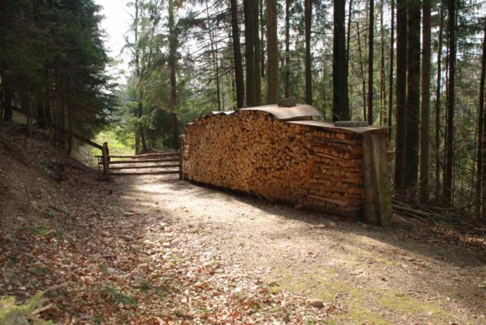 Auf dem Waldweg im Föhrenwäldli