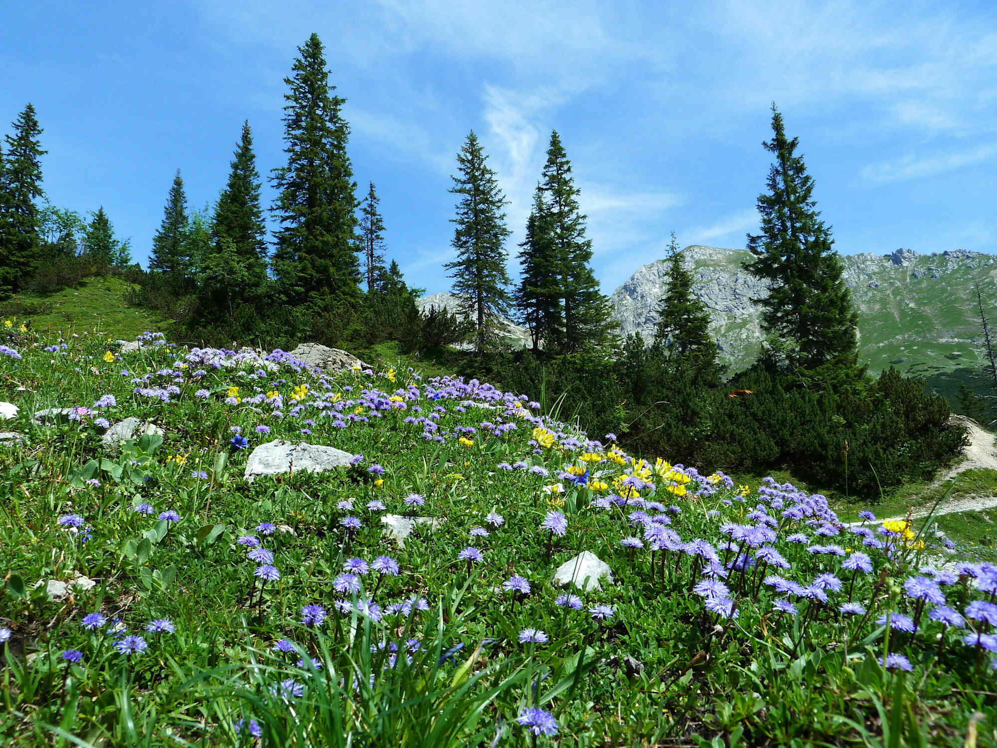 Blumenvielfalt im Karwendel