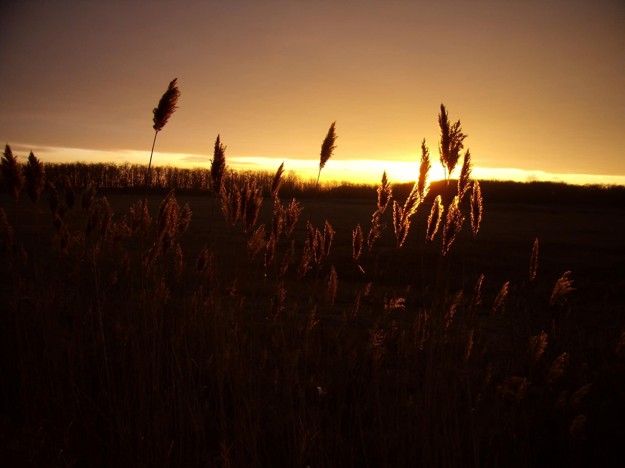 Schilf in der Abendstimmung