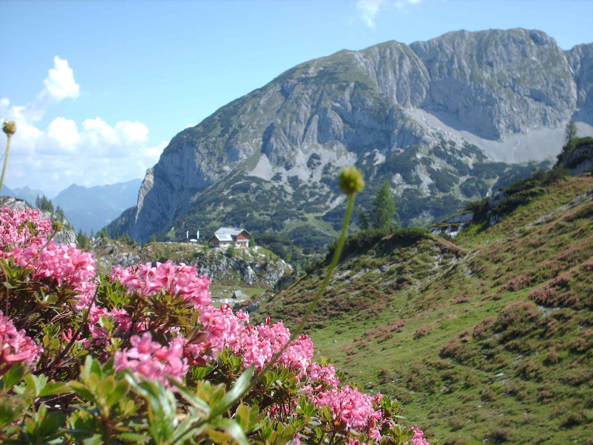 Die Laufener Hütte mit Almrosen