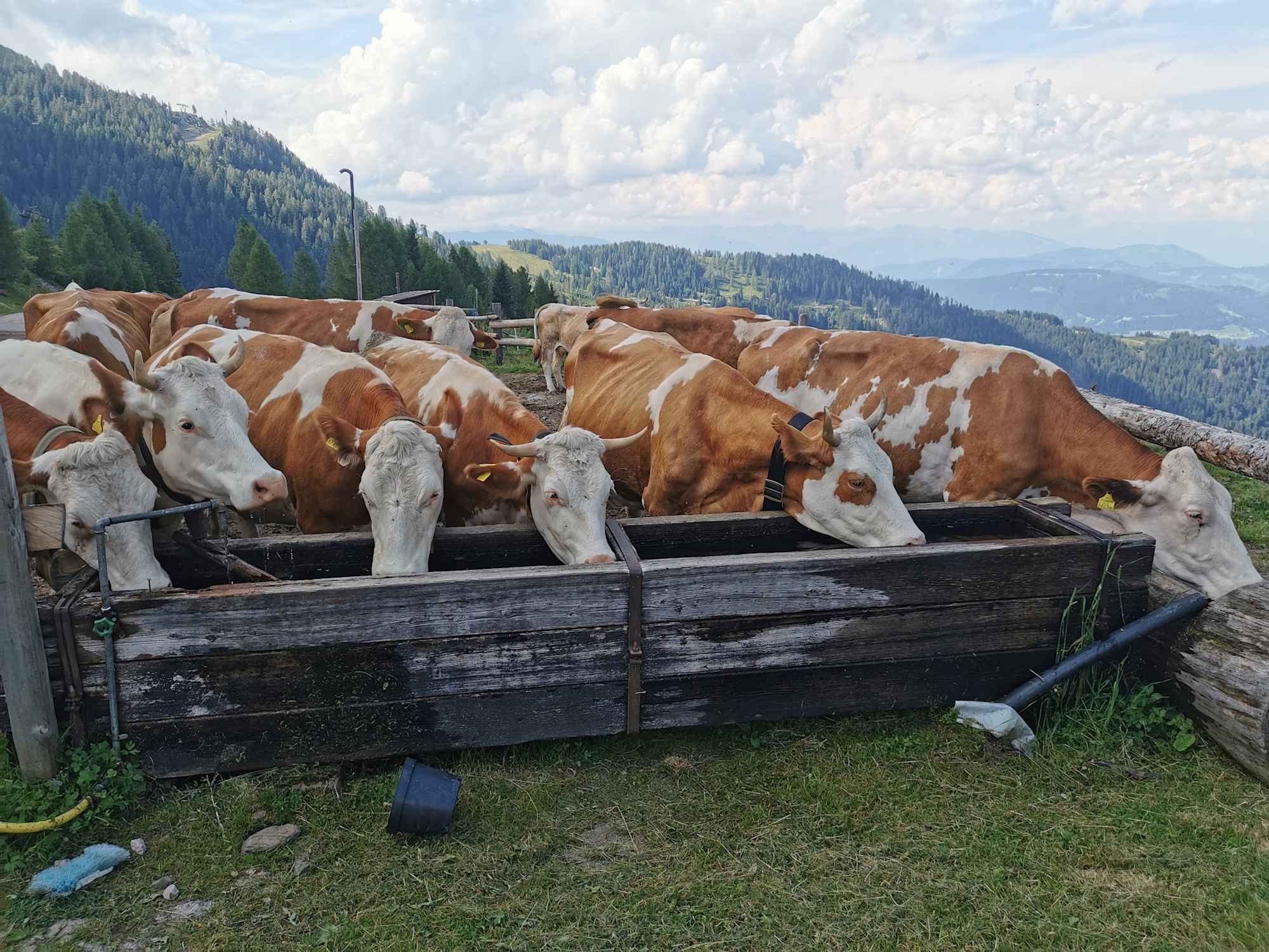 Rudnig Alm - Kühe an der Tränke