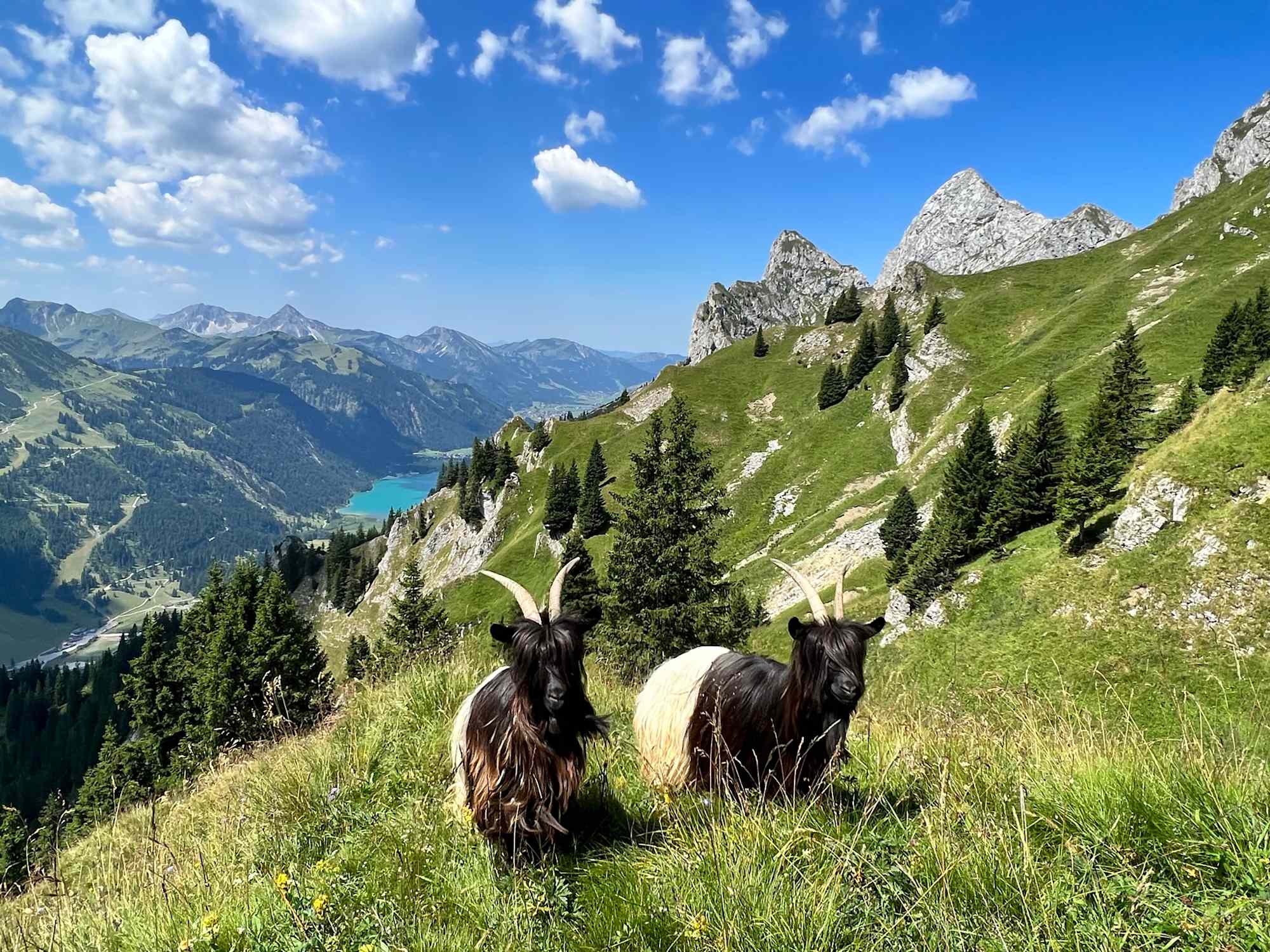 Auf der Schneetalalm