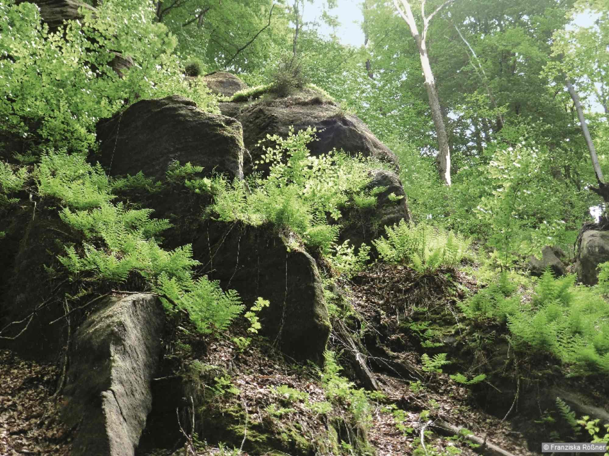 Ein Loch im Blätterdach lässt die Bodenflora sprießen.