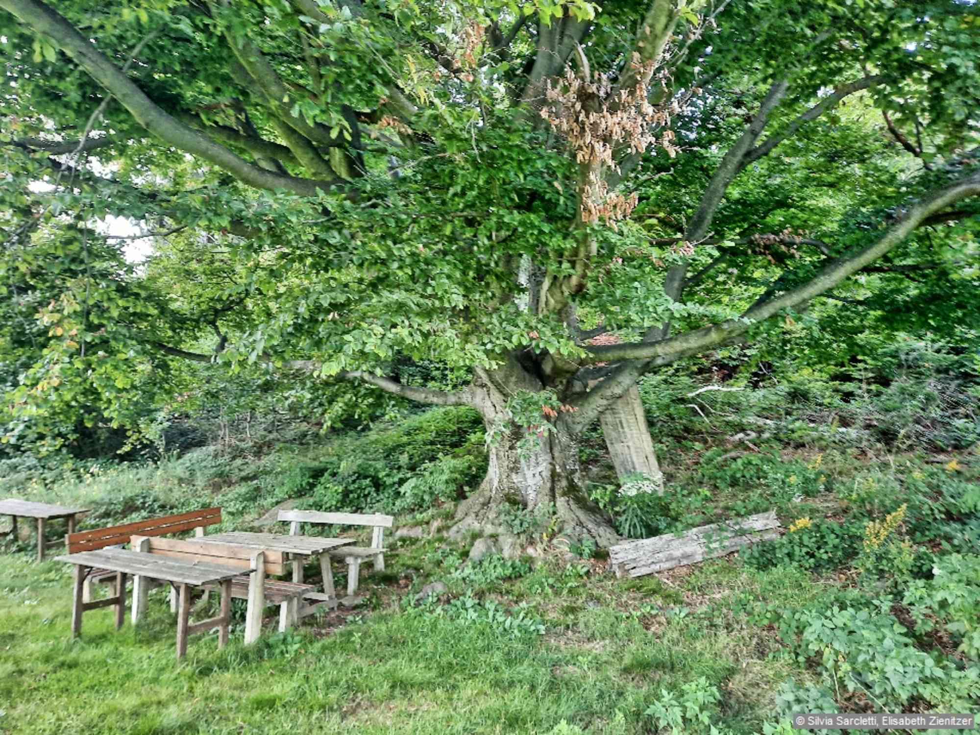 Der Rastplatz Bärenwiese.