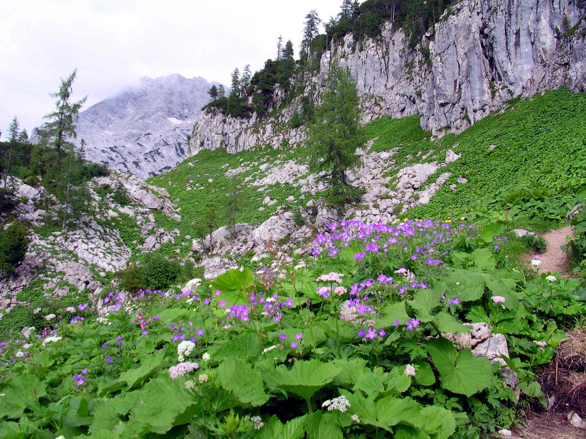 Üppige Alpenflora in der Elmgrube