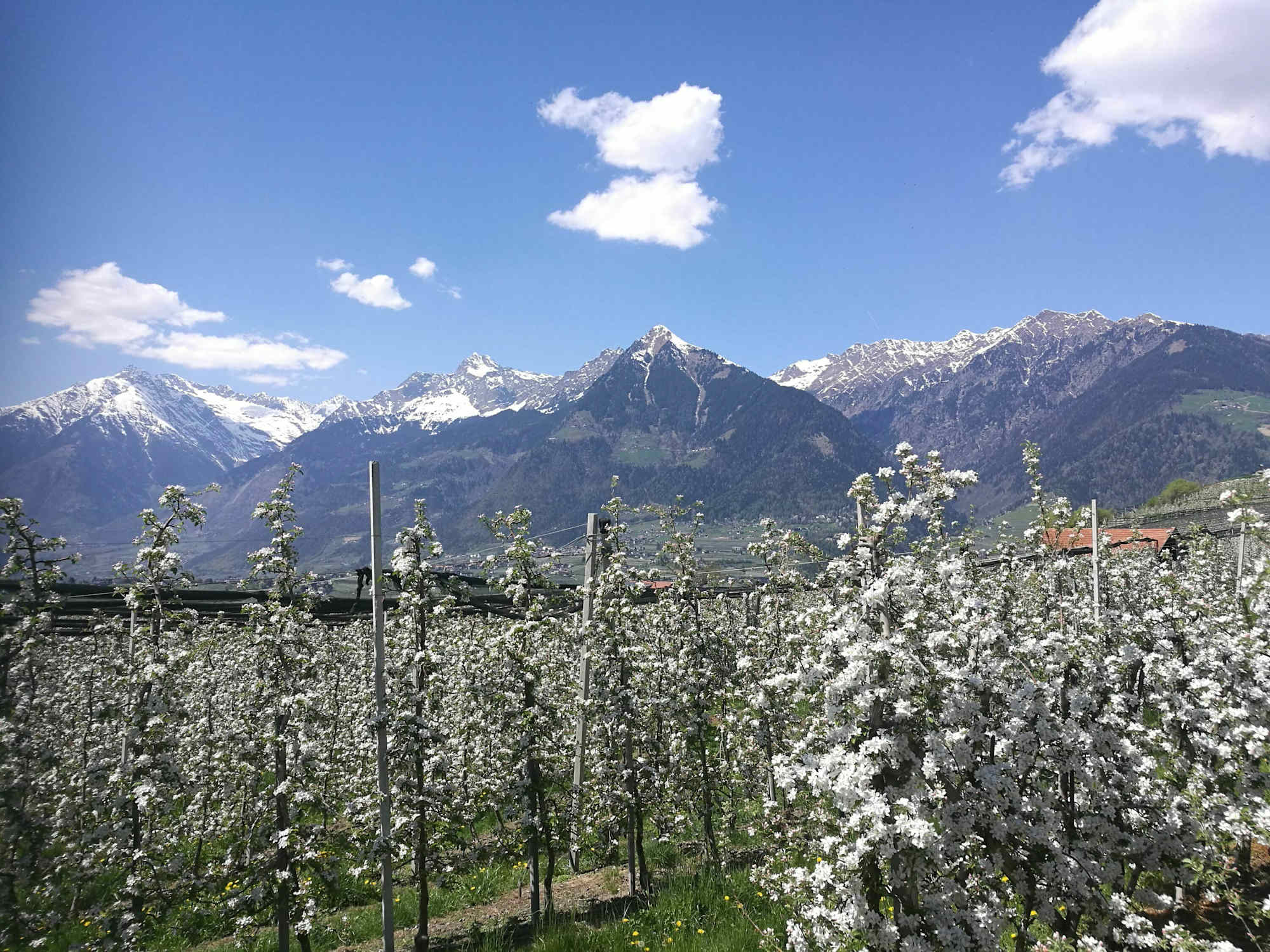 Apfelblüte auf der Meraner Waalrunde 