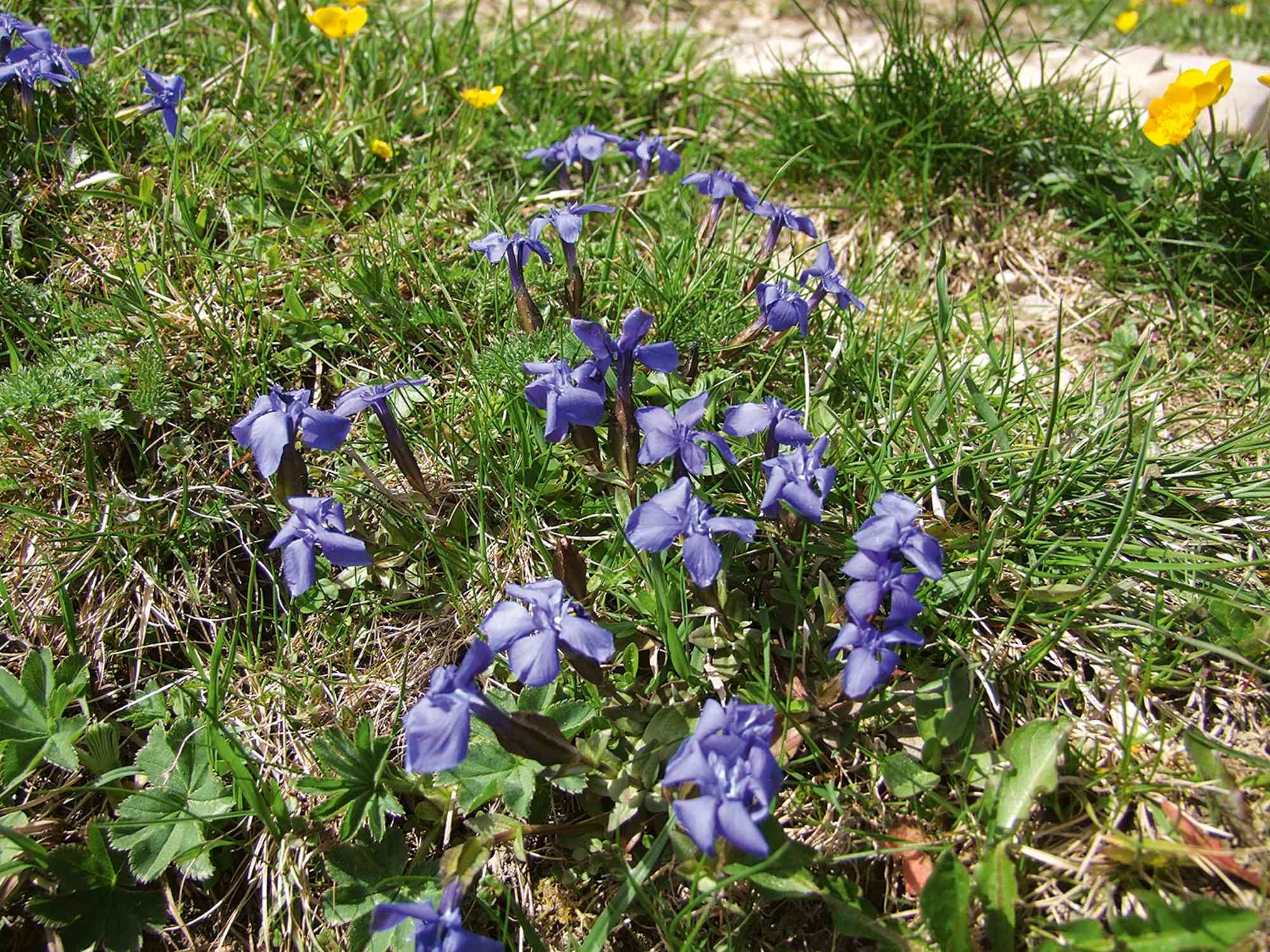 Frühlingsenzian auf der Alm.