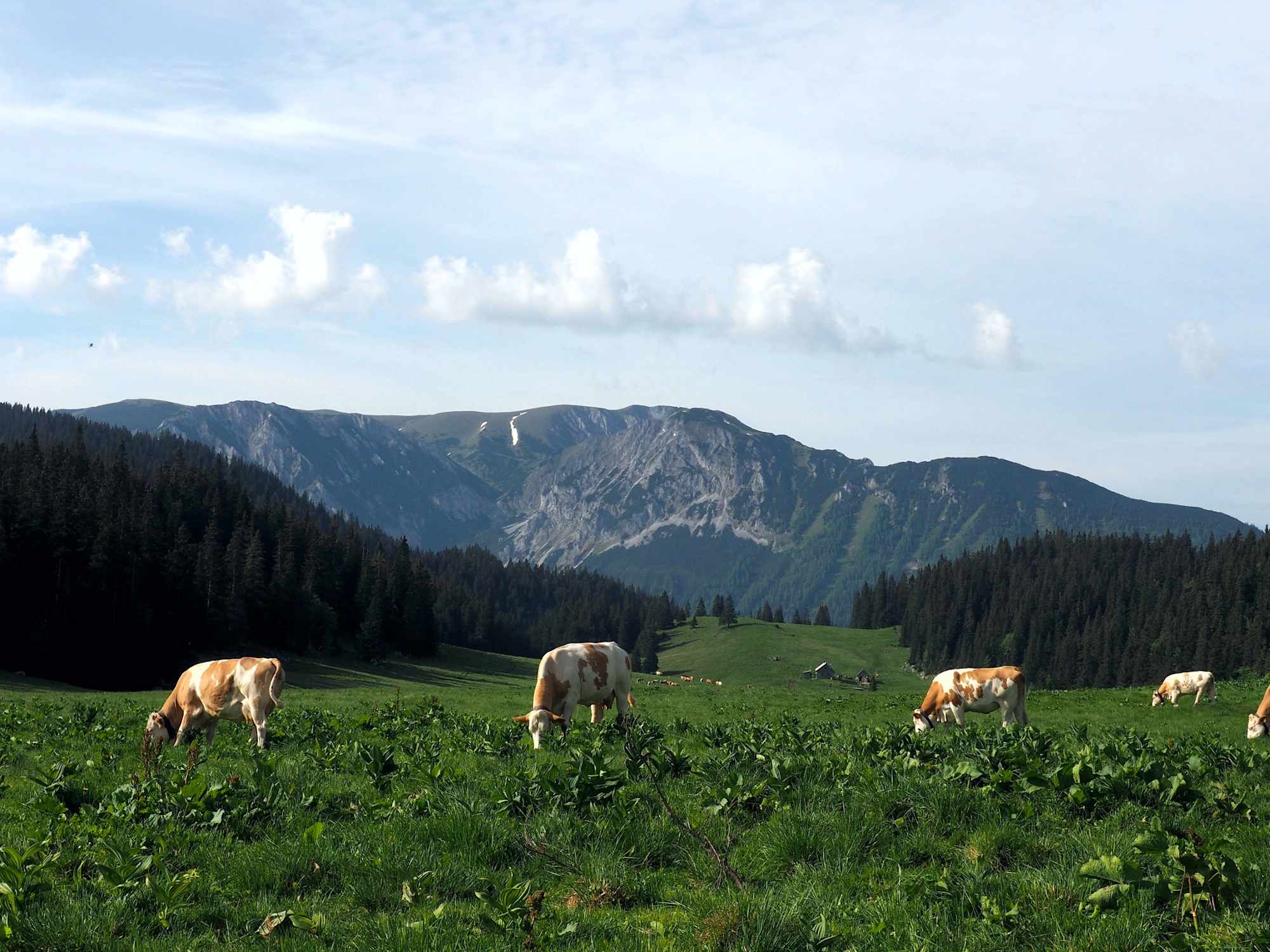 Auf der Alm