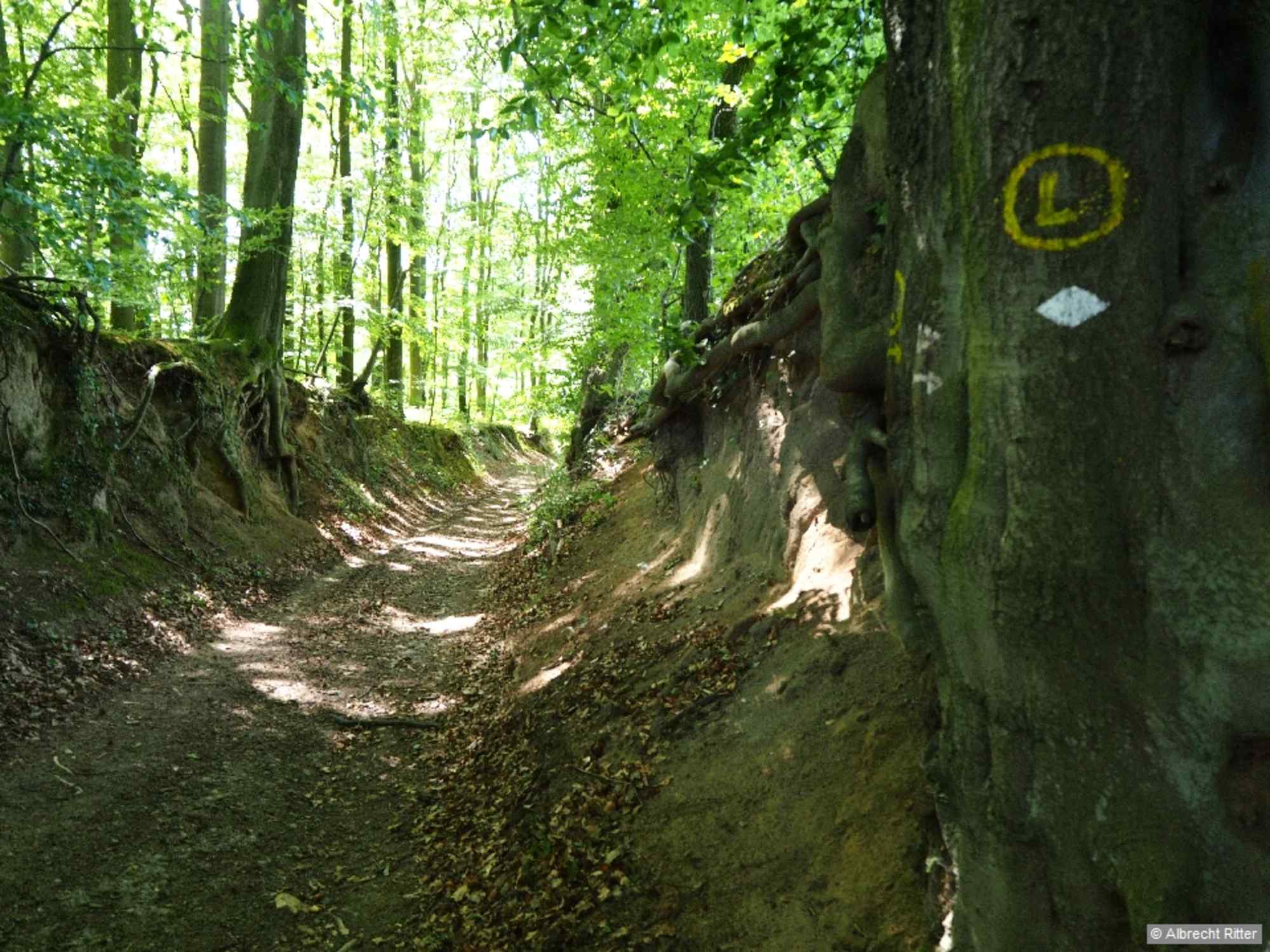 Wir verlängern über die Kreuzerstraße in den ansteigenden Kandelbornweg, verlassen das Dorf und erreichen im Wald den nächsten Hohlweg.
