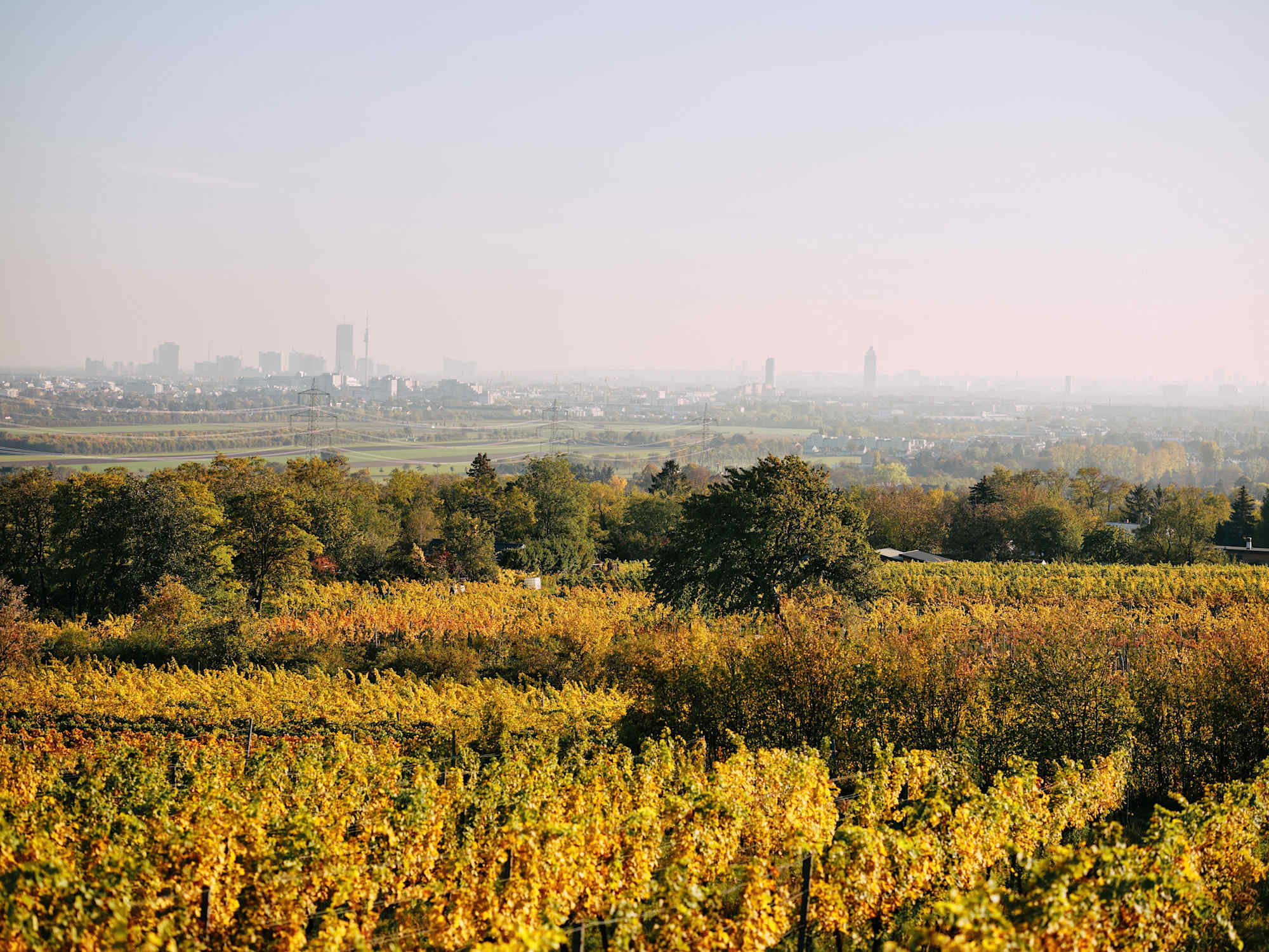 Weingärten am Bisamberg mit Blick auf Wien