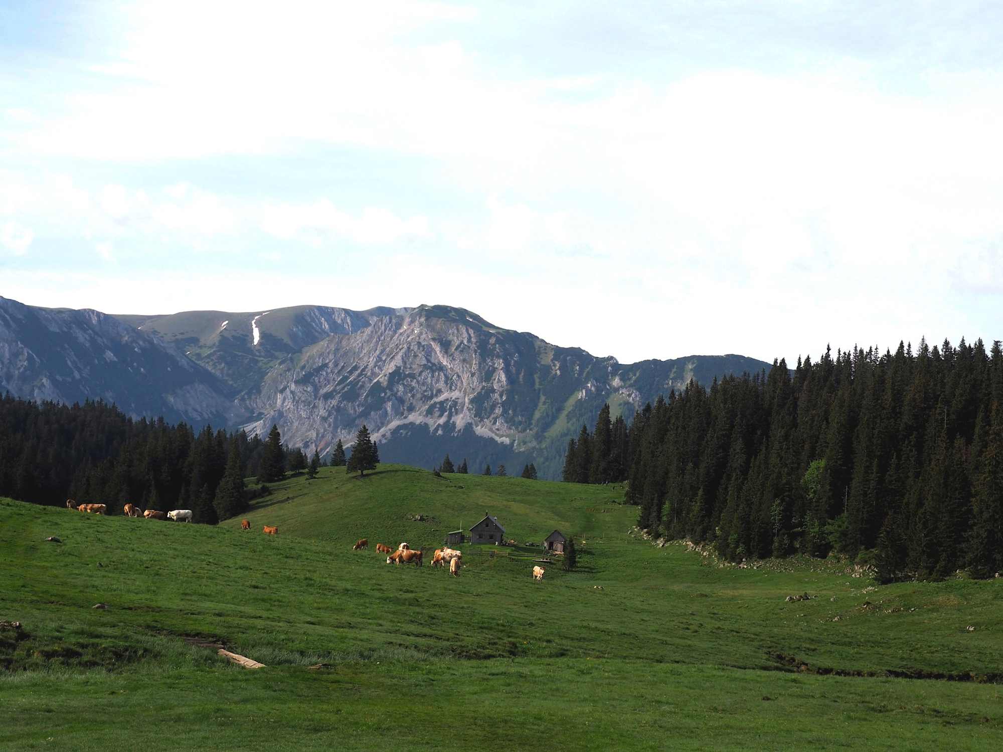 Blick auf die Hohe Veitsch