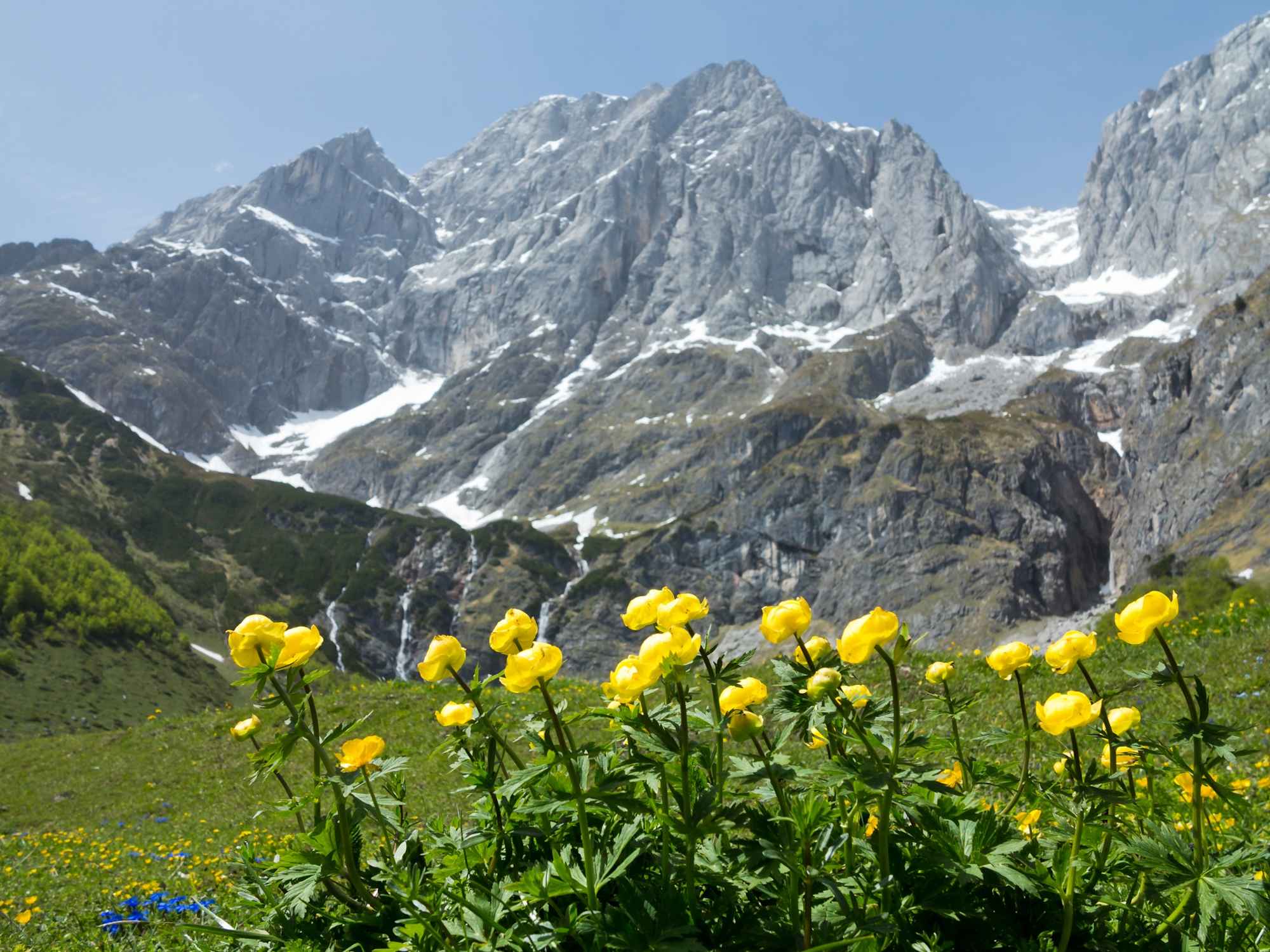 Blumenvielfalt am Fuße des Hochkönigs