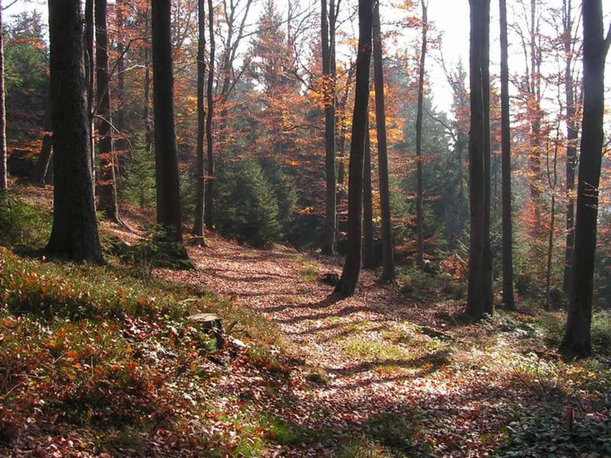 Bogendorf-Rundweg Herzogsdorf