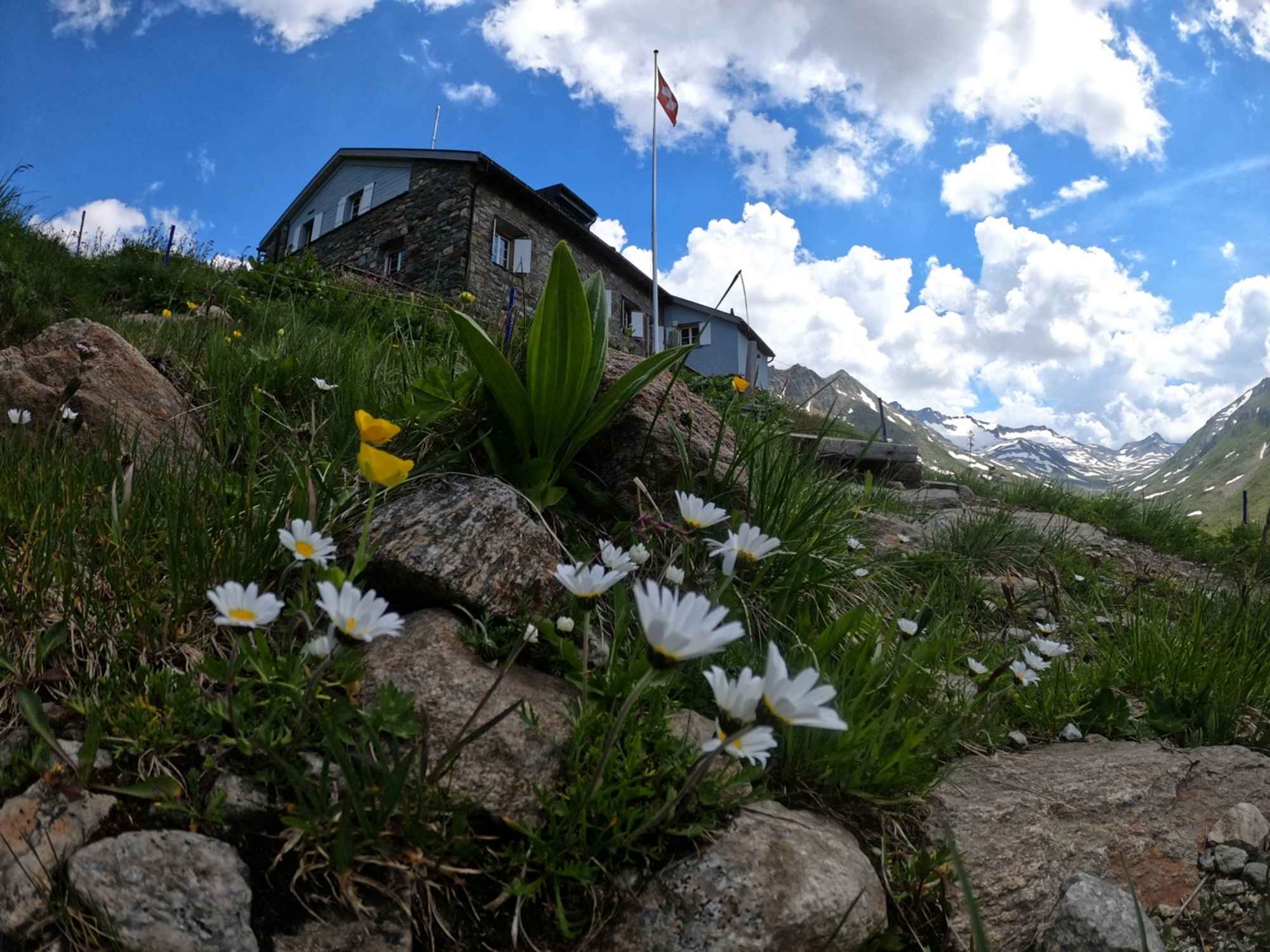 Schöne Alpenflora rund um die Maighelshütte