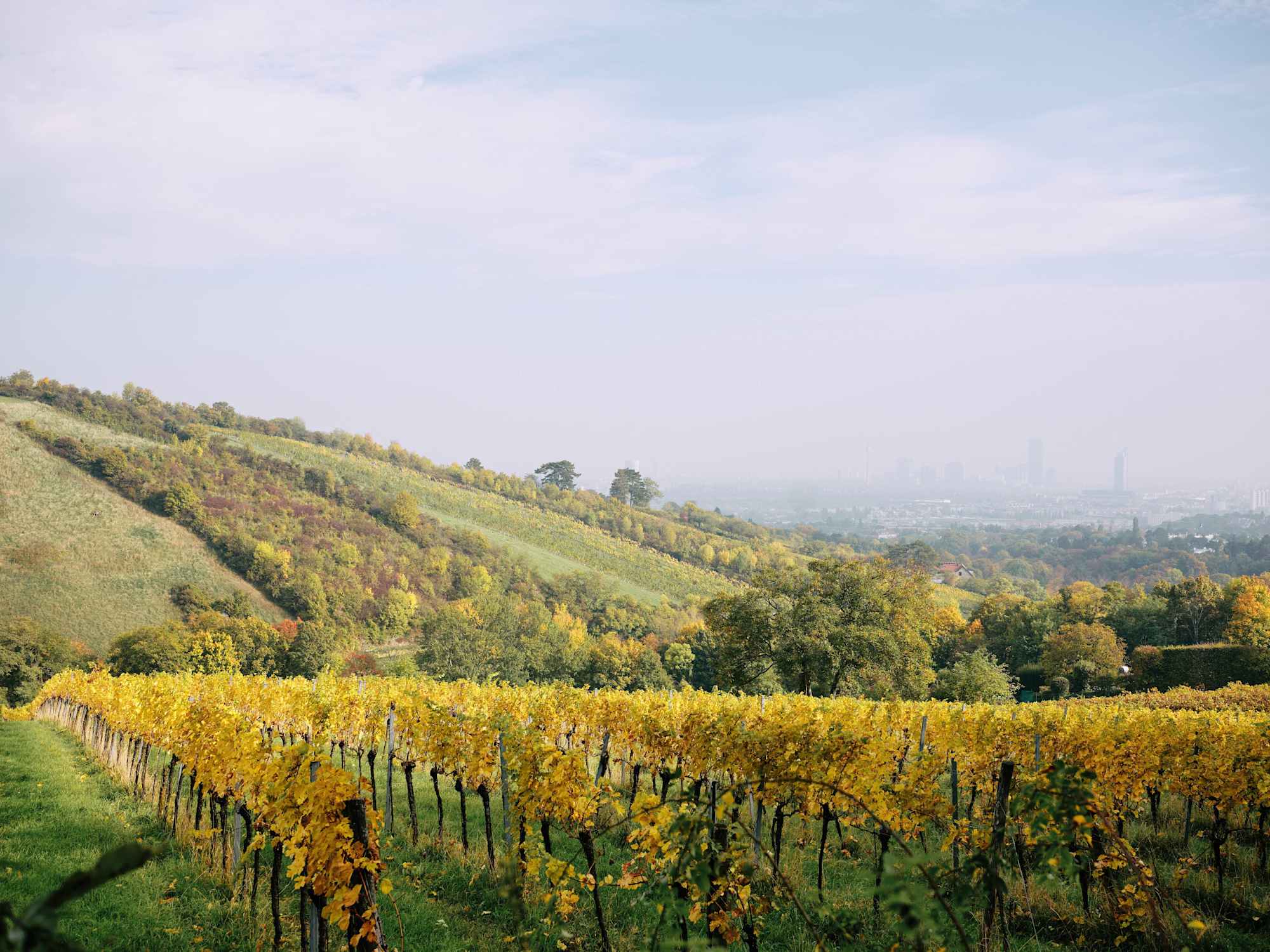 Blick über die Weinberge, Nußberg Döbling