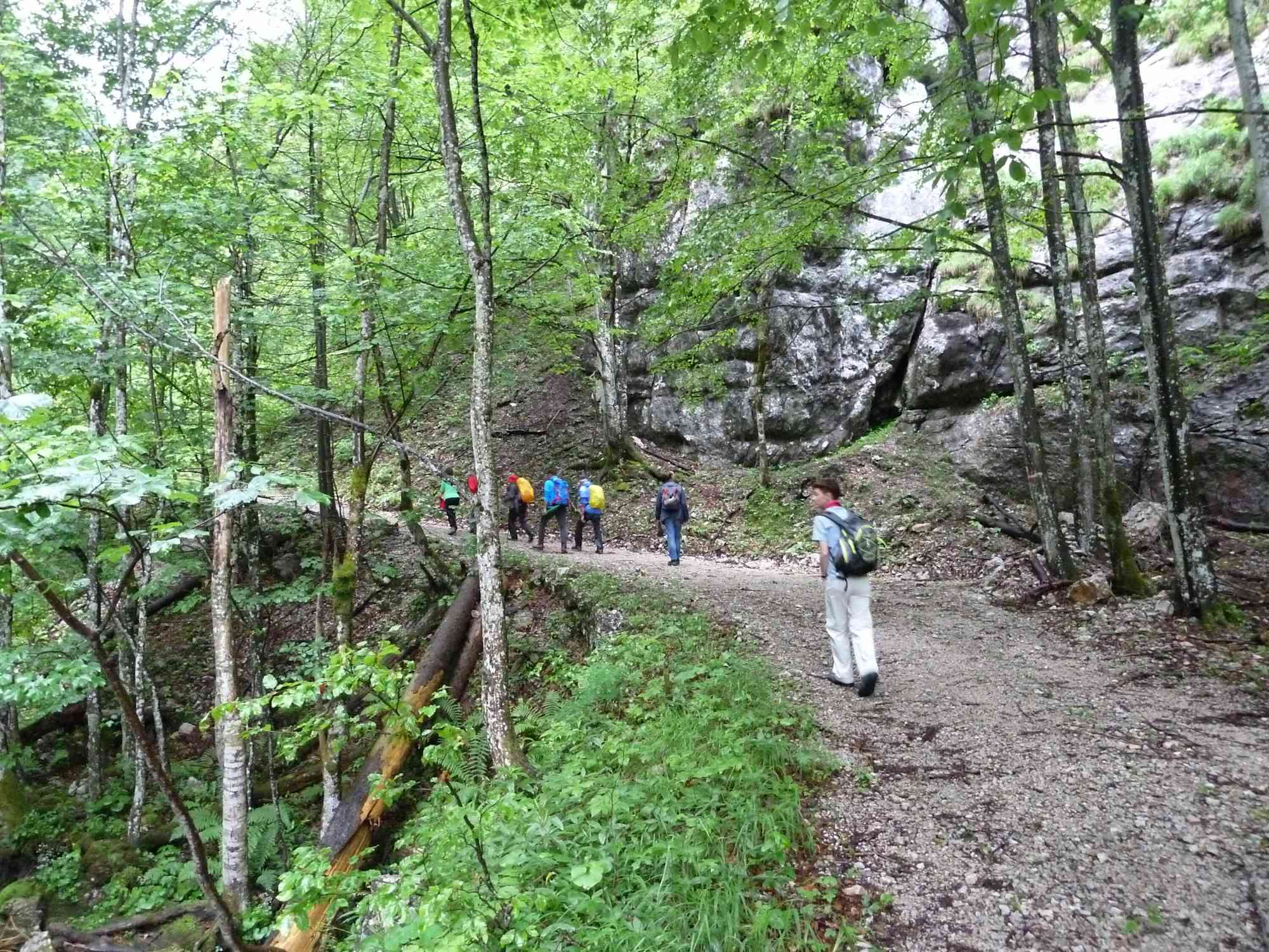 Entlang der alten Forststraße im Hartelsgraben