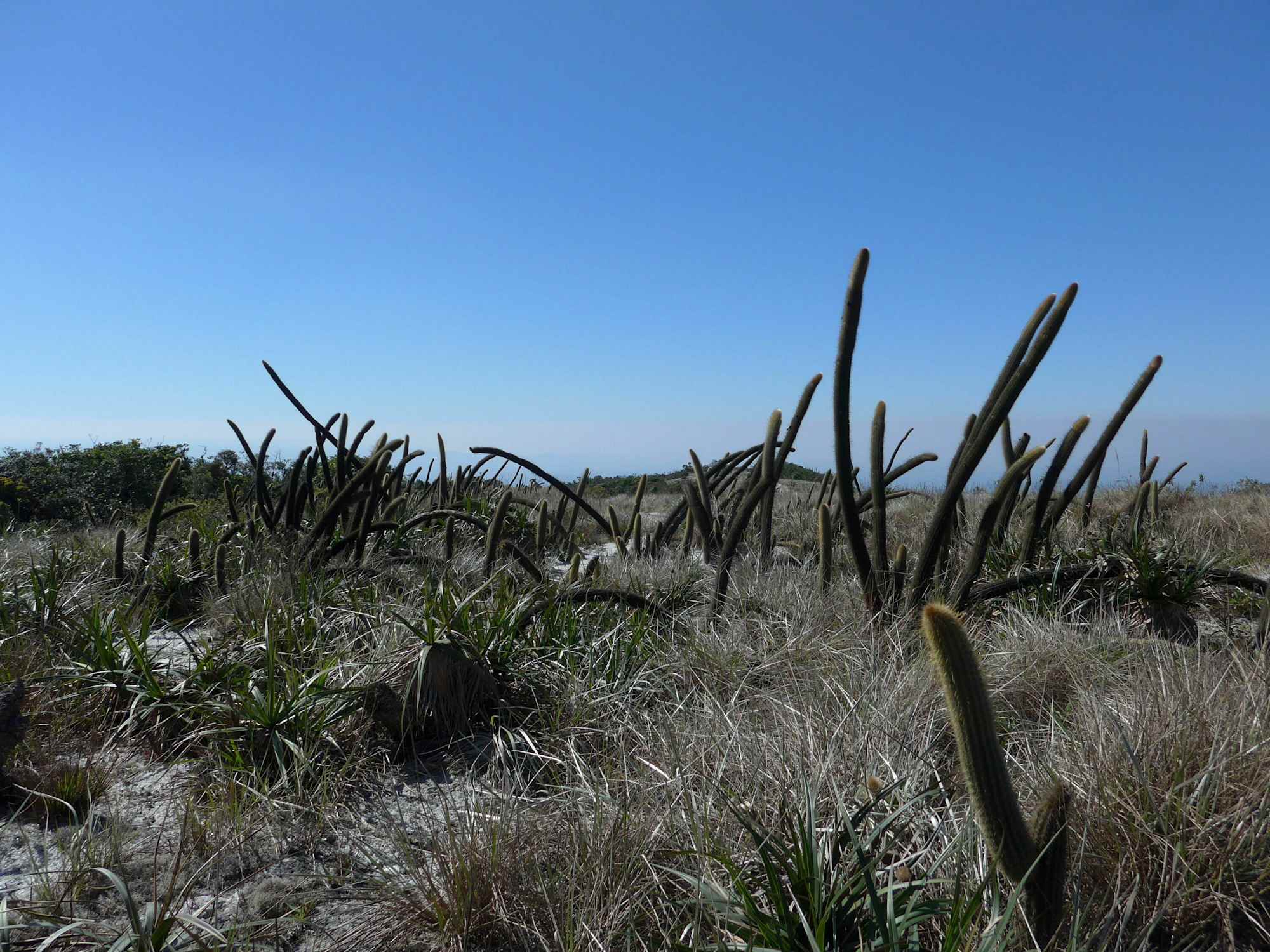Skurille Kakteenlandschaft entlang dem Rückweg
