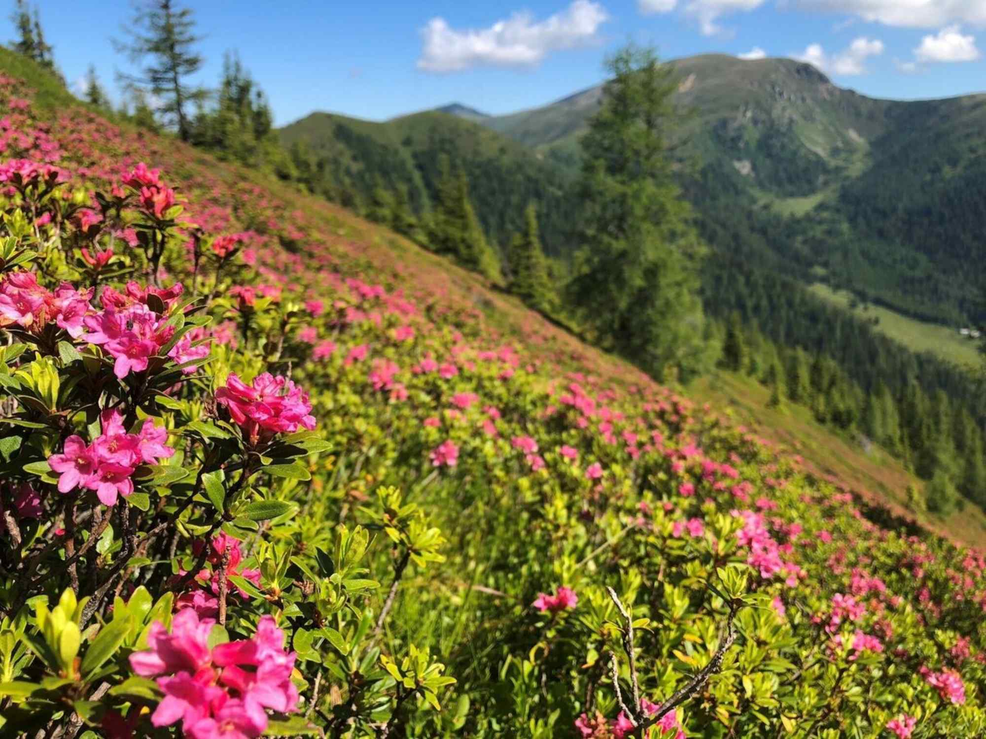 Almrauschparadies