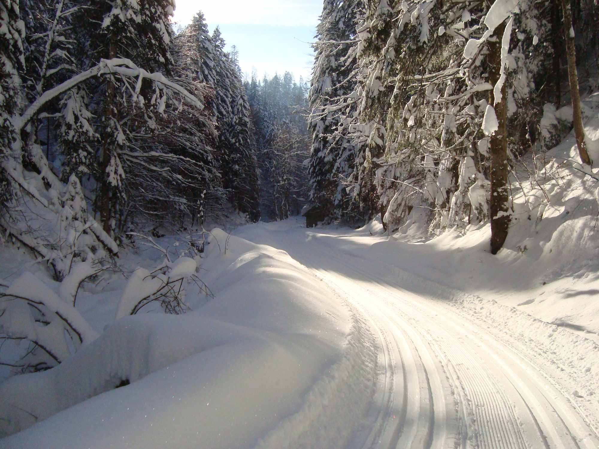 Die Loipe führt schön durch den Wald
