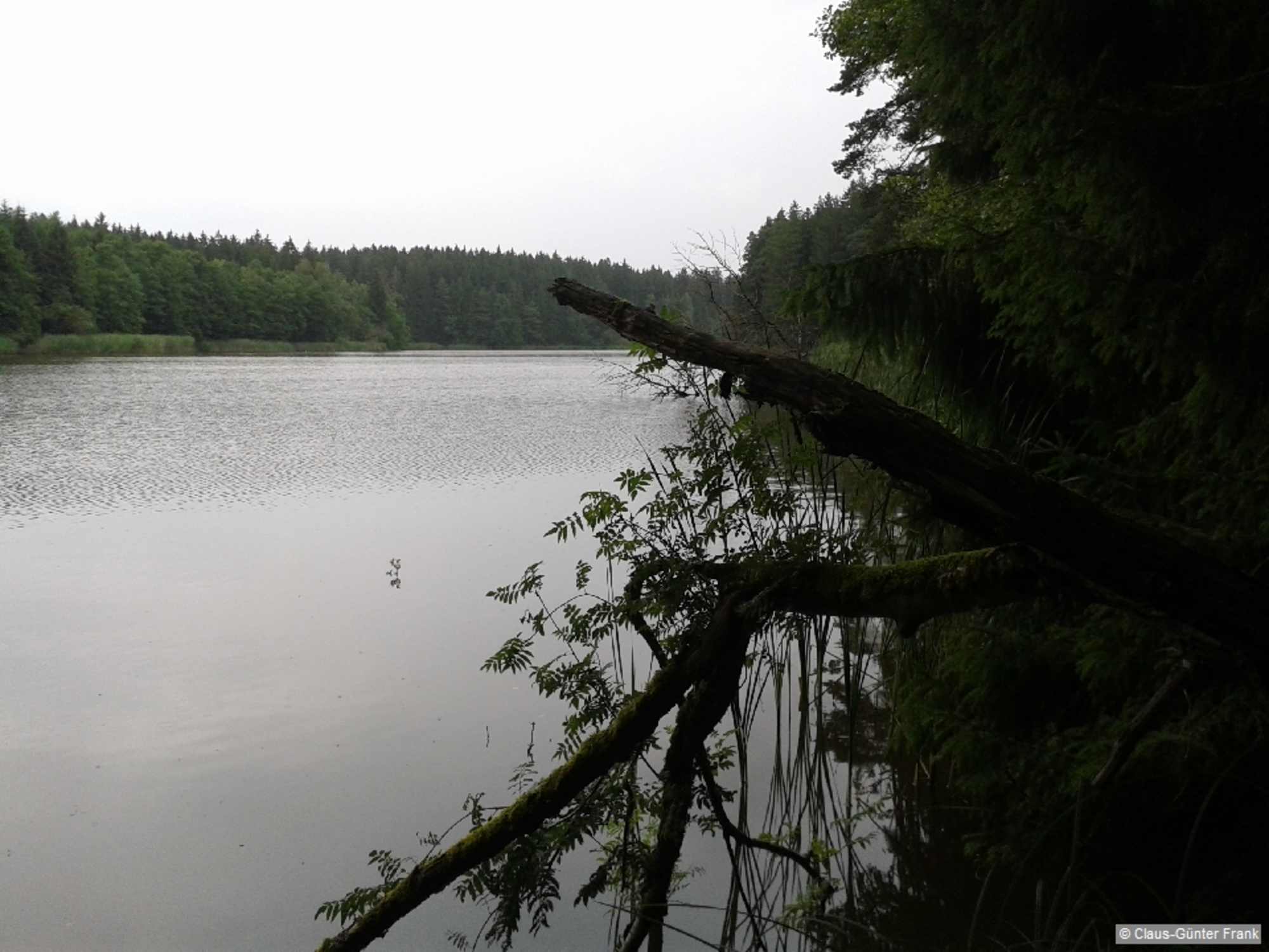 Der Pfad wird bald besser und führt am Ufer des Roten Weihers entlang.