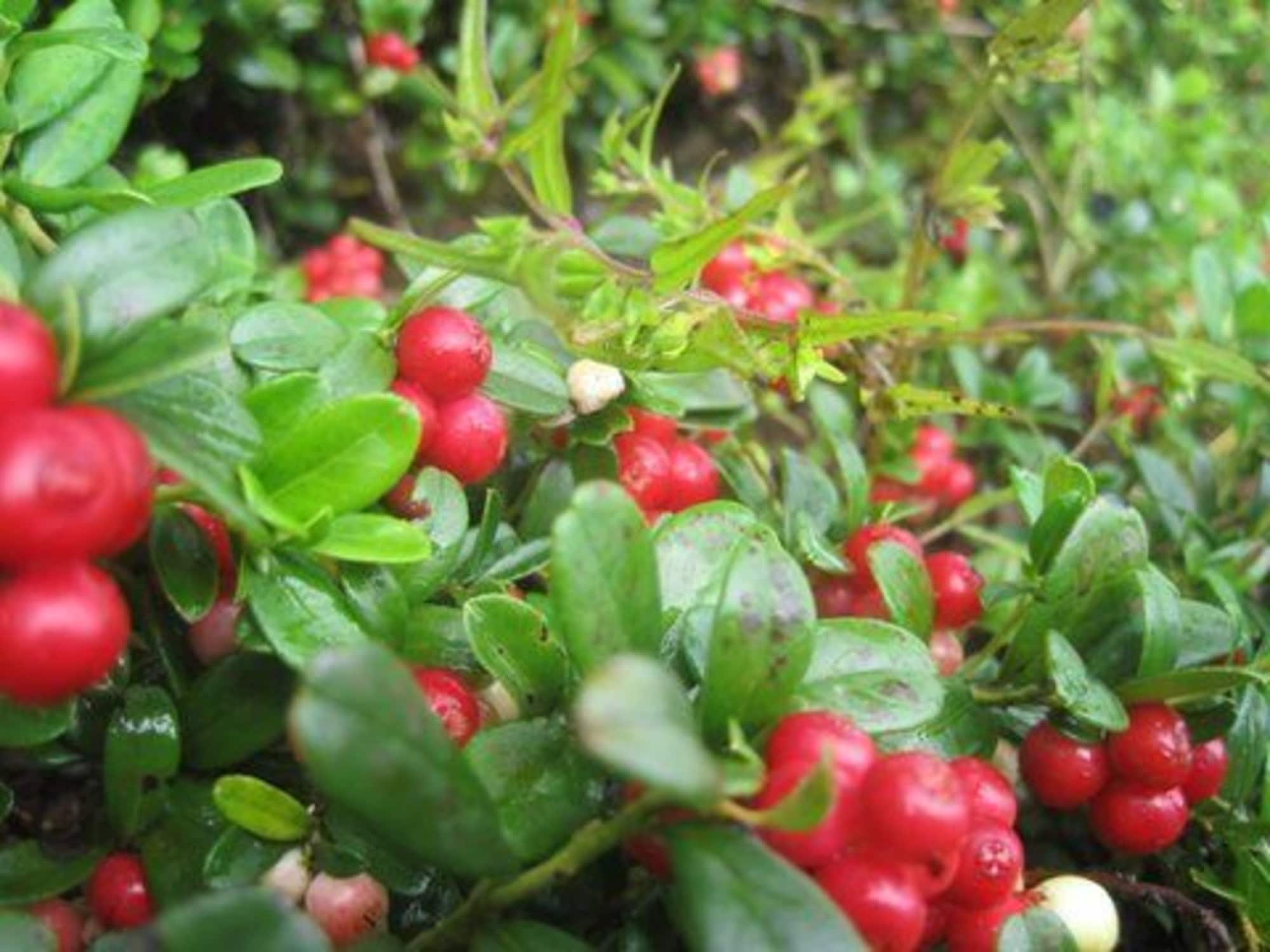 Preiselbeeren – kulinarische Genüsse in den Bergen