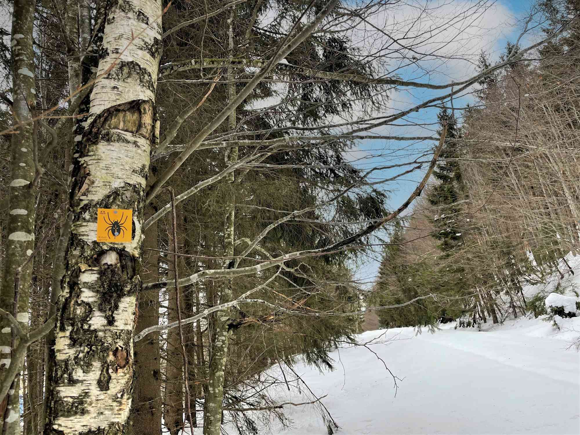 Rundweg Kreuzspinne im Winter