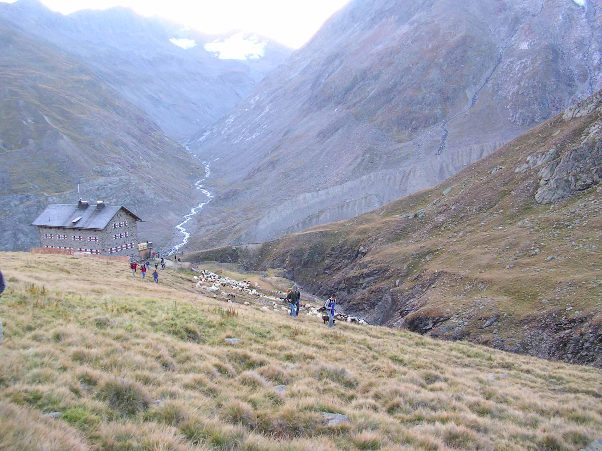 Schafe und Hirten bei der Martin-Busch-Hütte im Ötztal