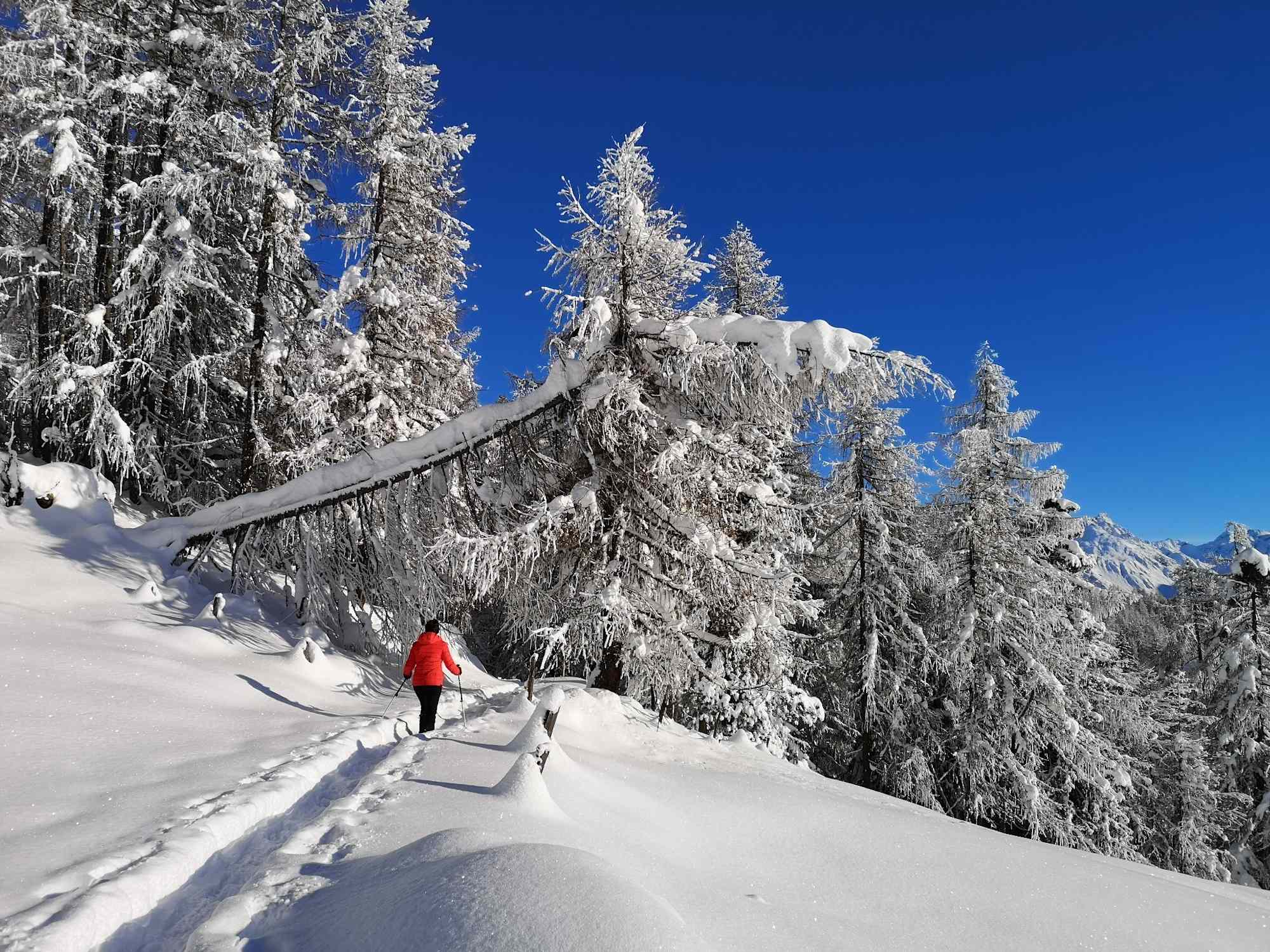 Auf dem Wolfgang-Trail mit Schneeschuhen