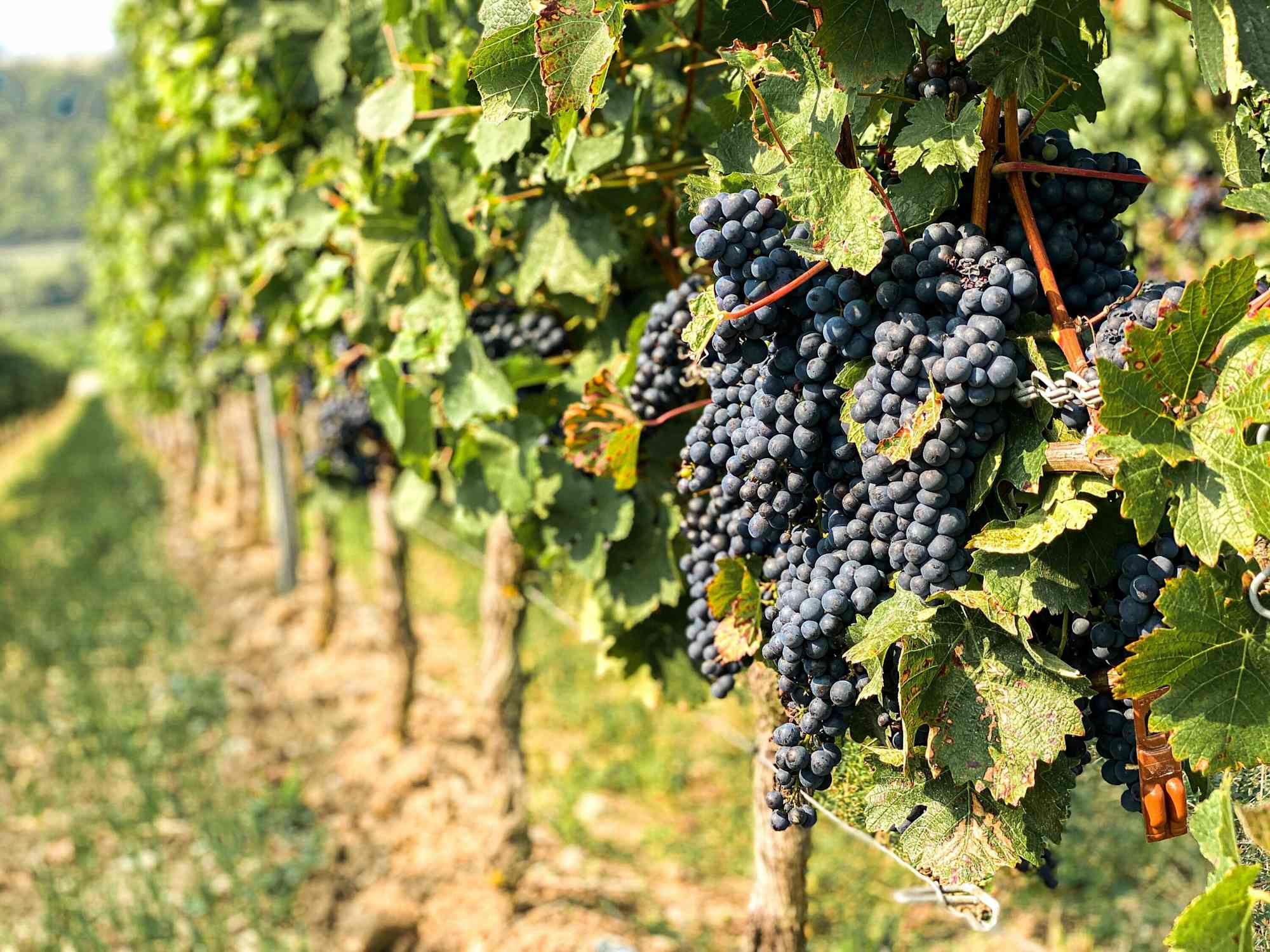 Neckenmarkt zählt zur Weinbauregion des Blaufränkischland