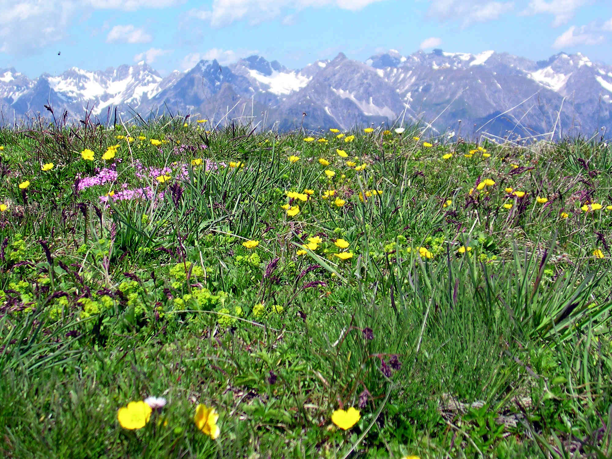 Alpenblumen am Venet, im Hintergrund die Lechtaler Alpen
