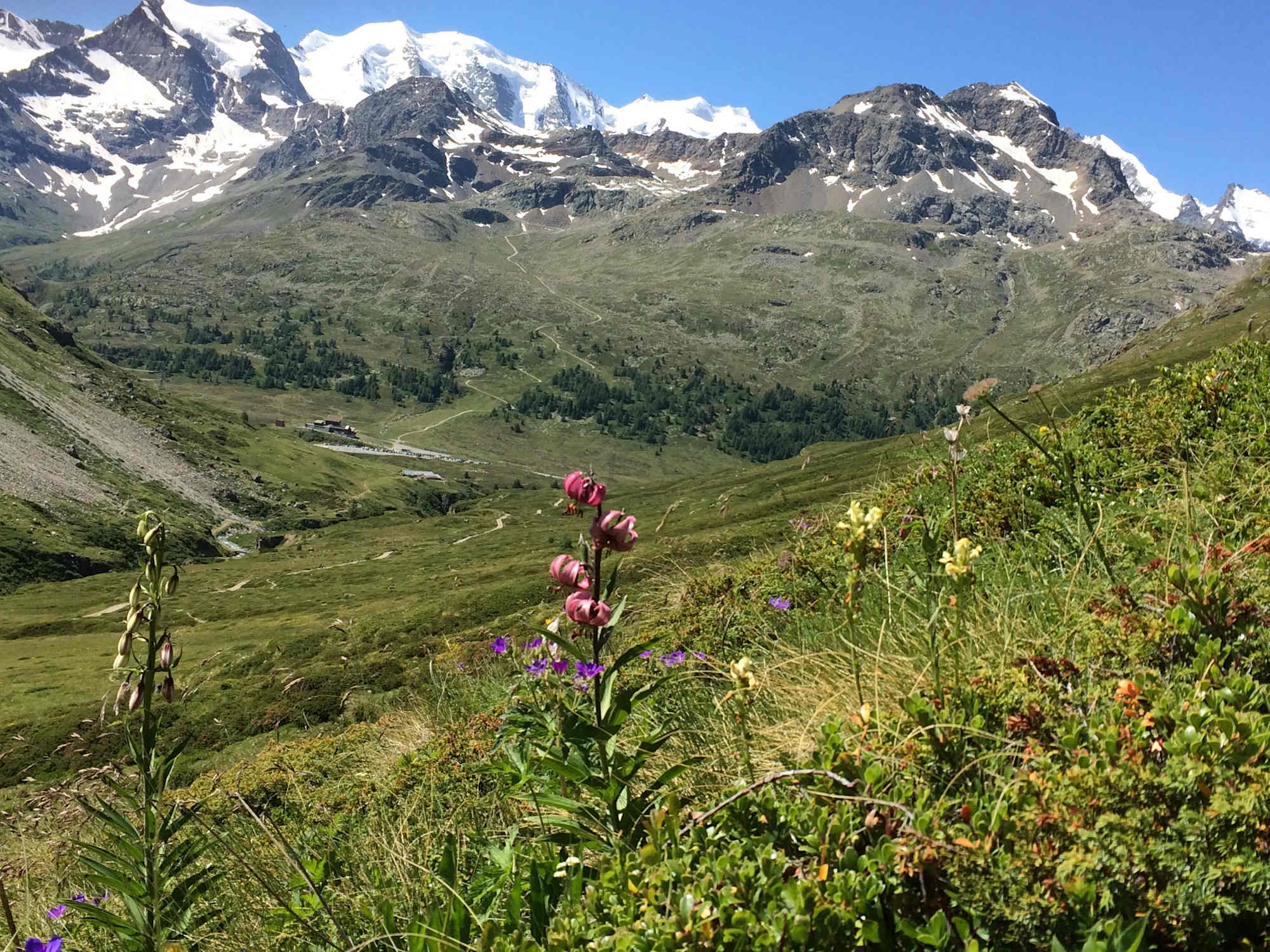 Türkenbund im Val da Fain