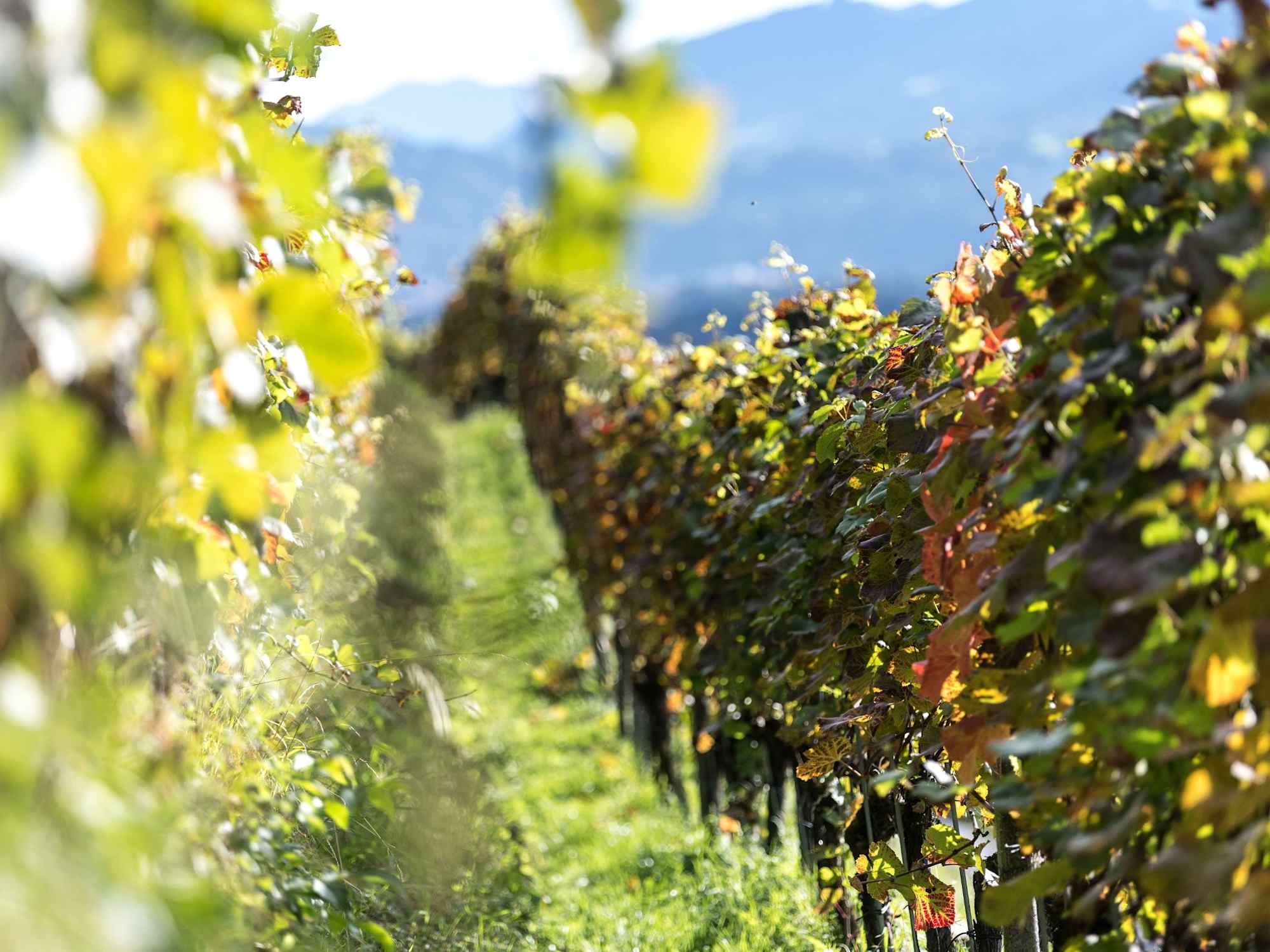 Weinwanderung