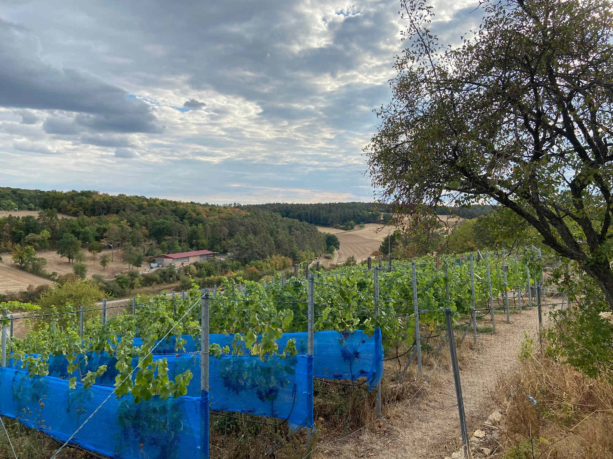 Weinberg an der Extratour Strahlungen