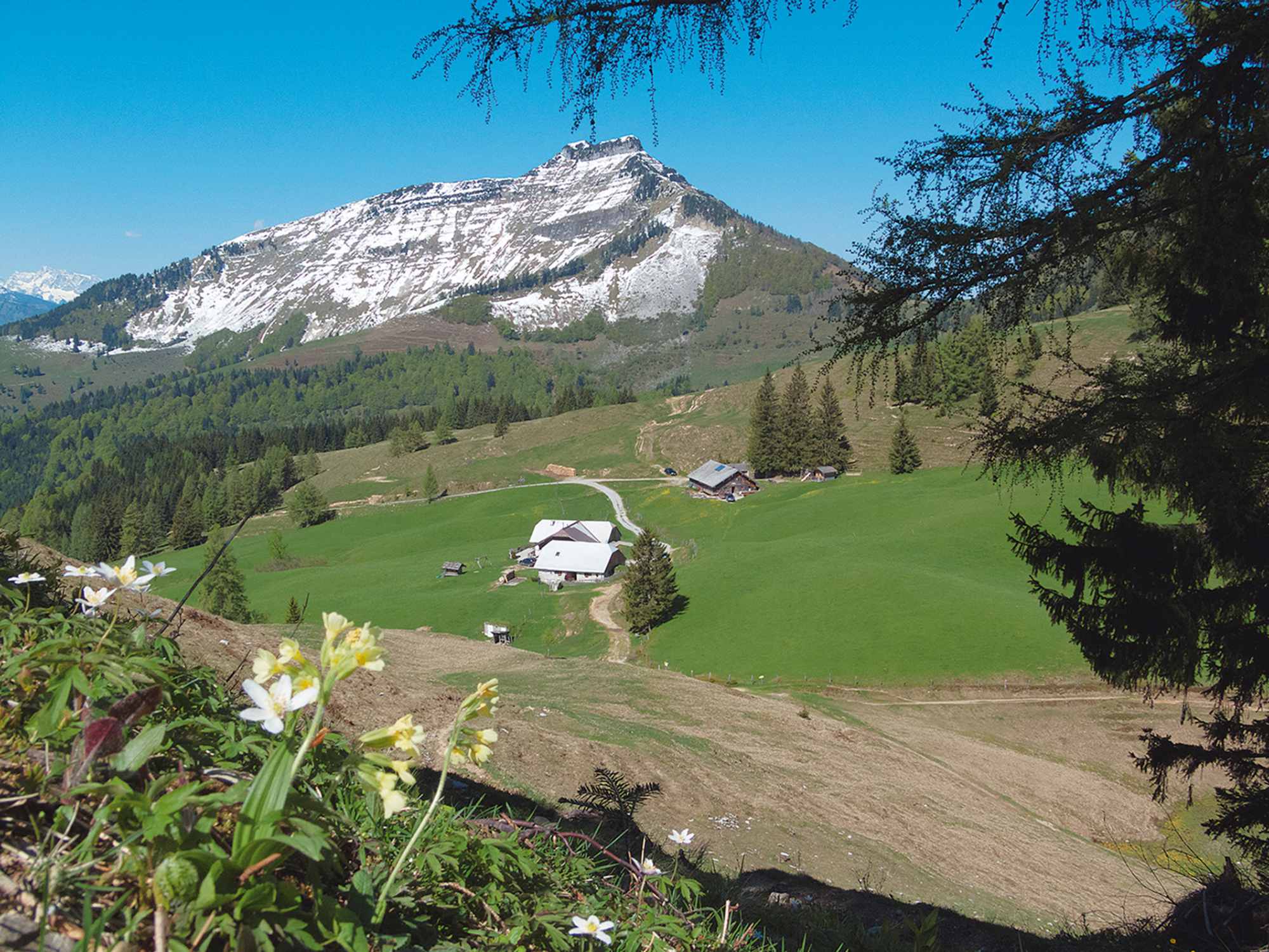 Winterabschied am Schmittenstein – Frühlingserwachen auf der Bergalm.