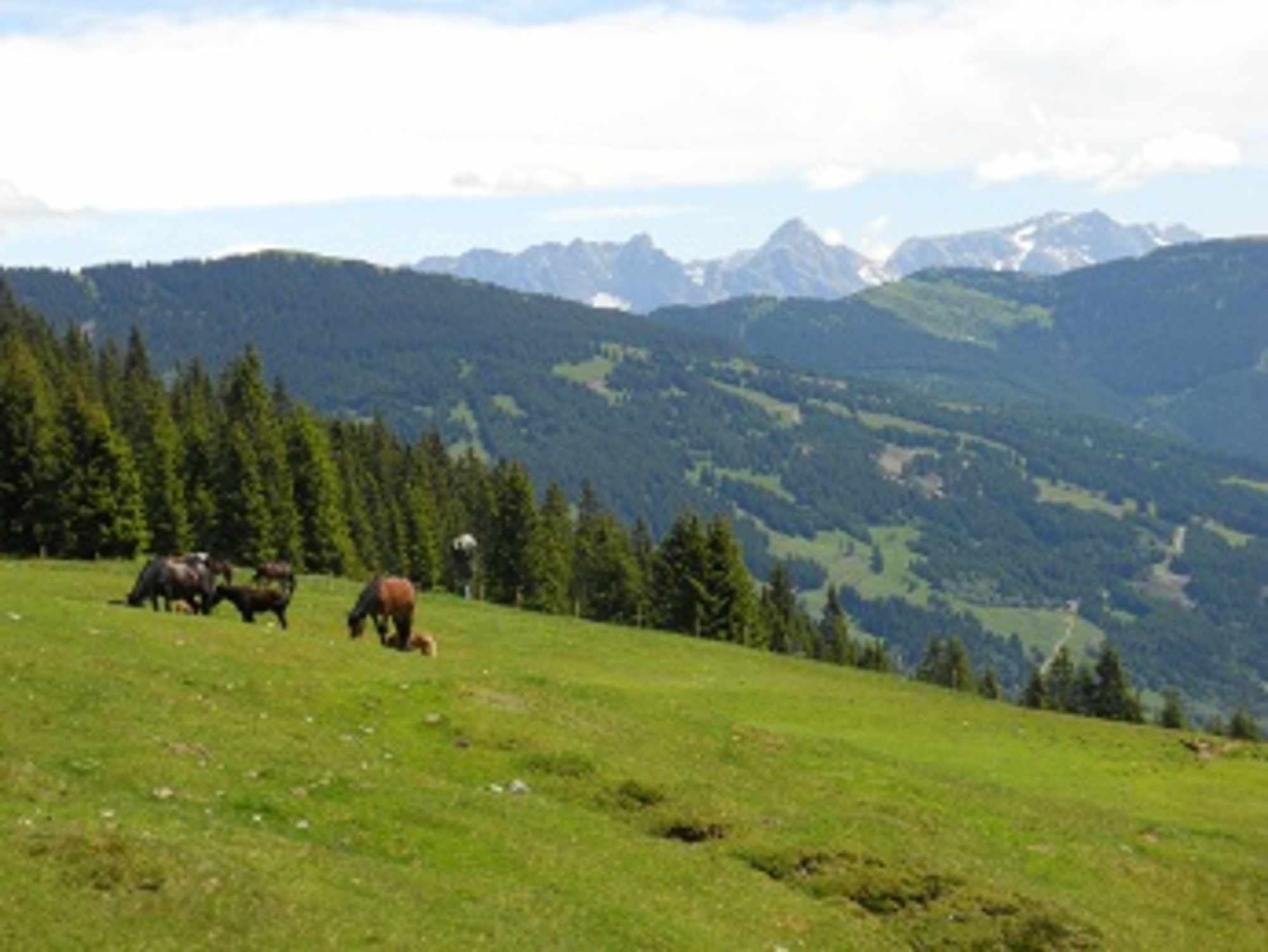 Schattberg Höhenweg