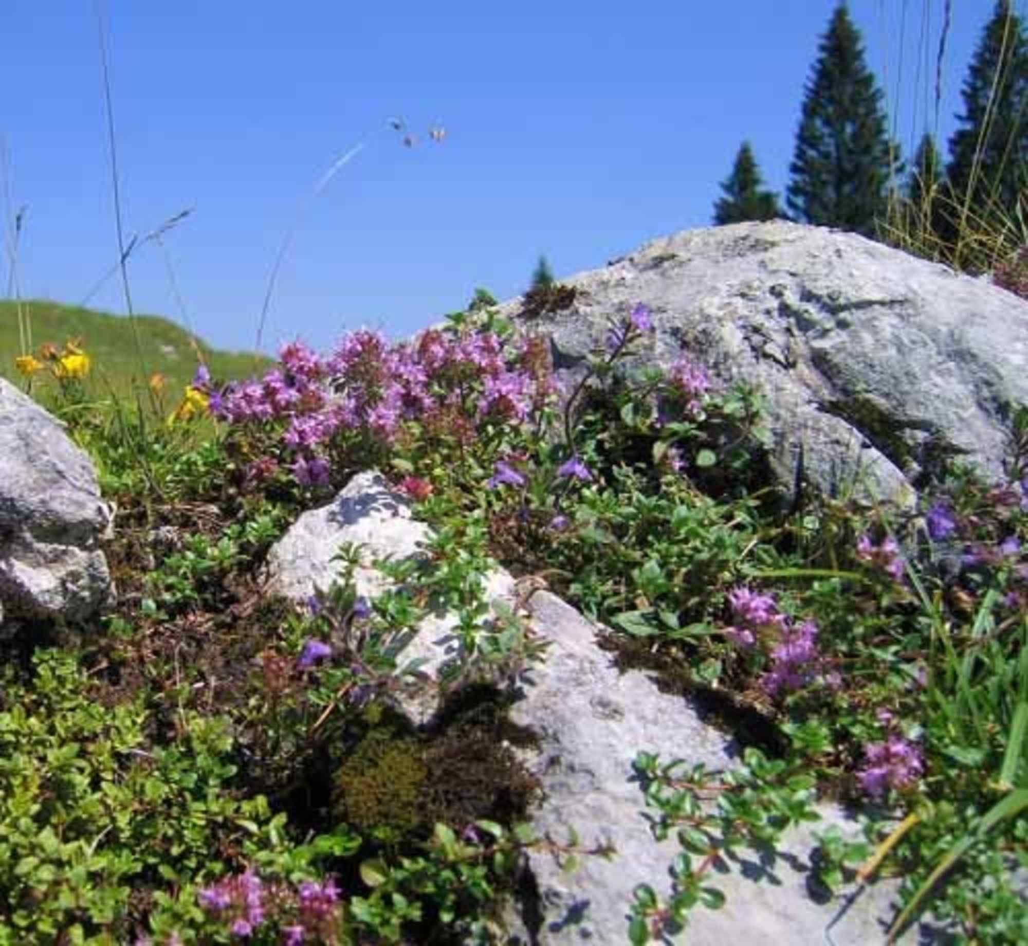 Steingarten