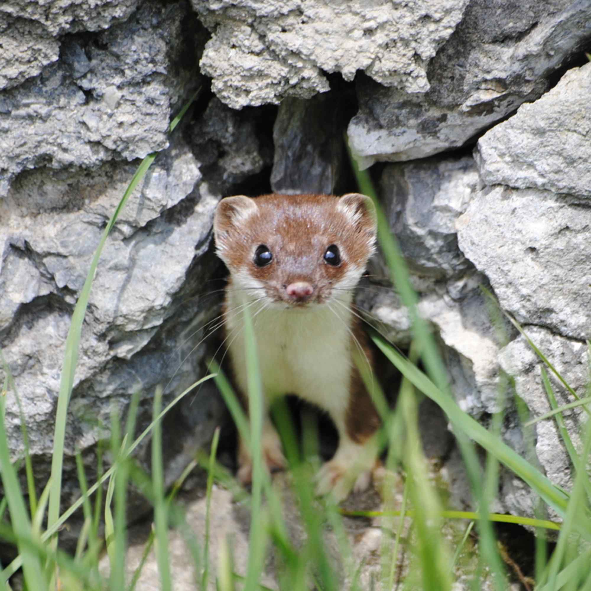 Tierischer Besuch beim Haus