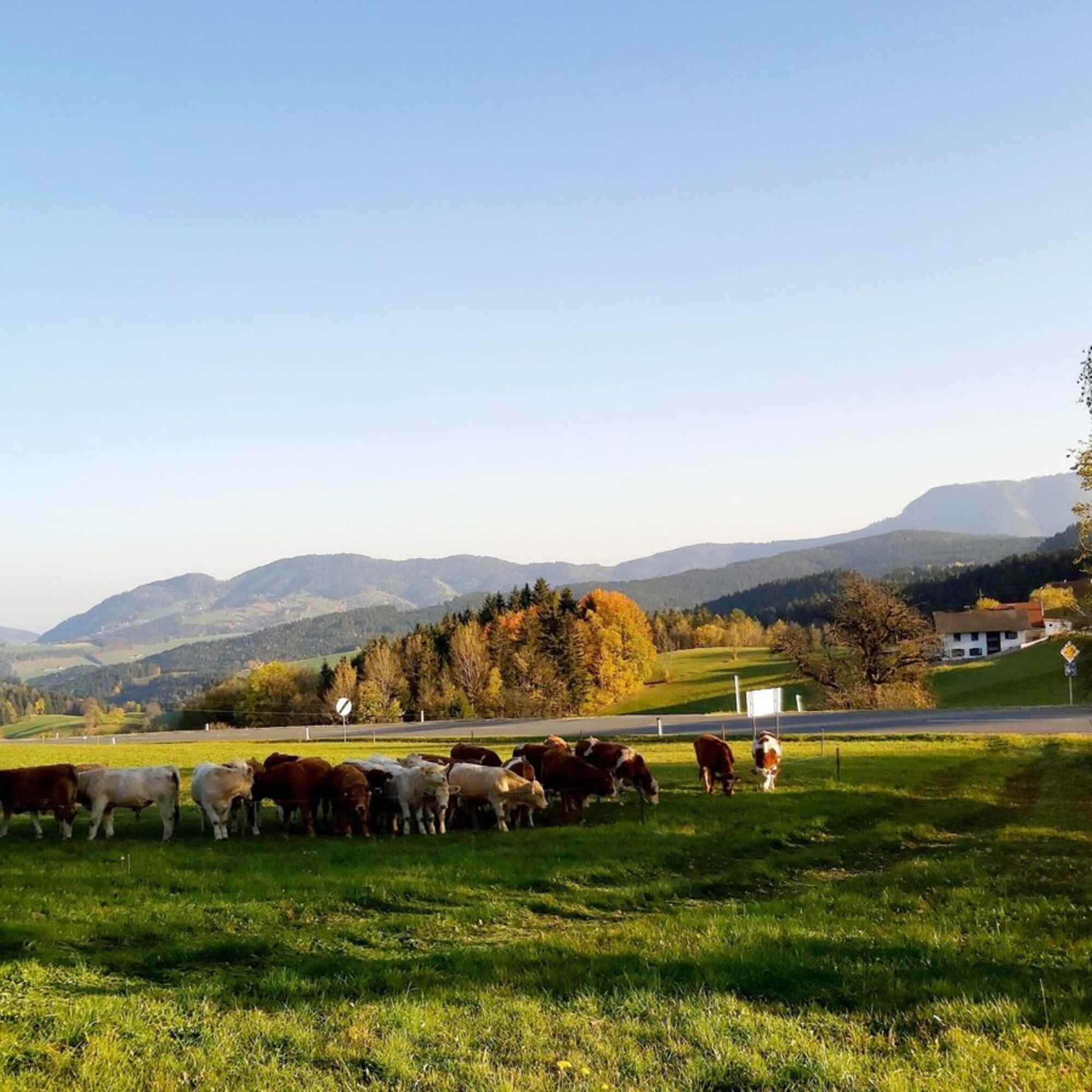 Am Rechberg - Naturpark Almenland