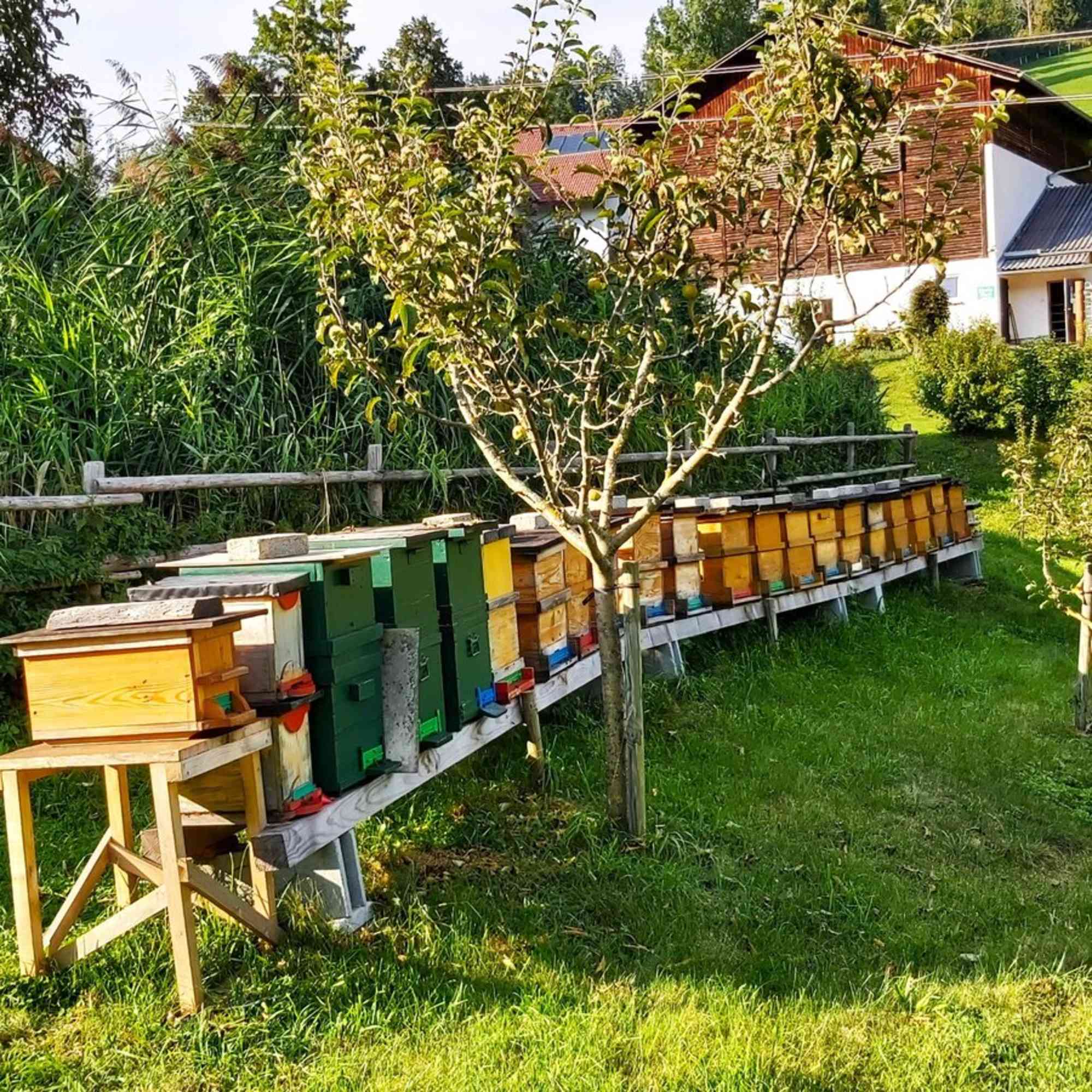 Bienenstöcke auf der Nechnitz - Naturpark Almenland