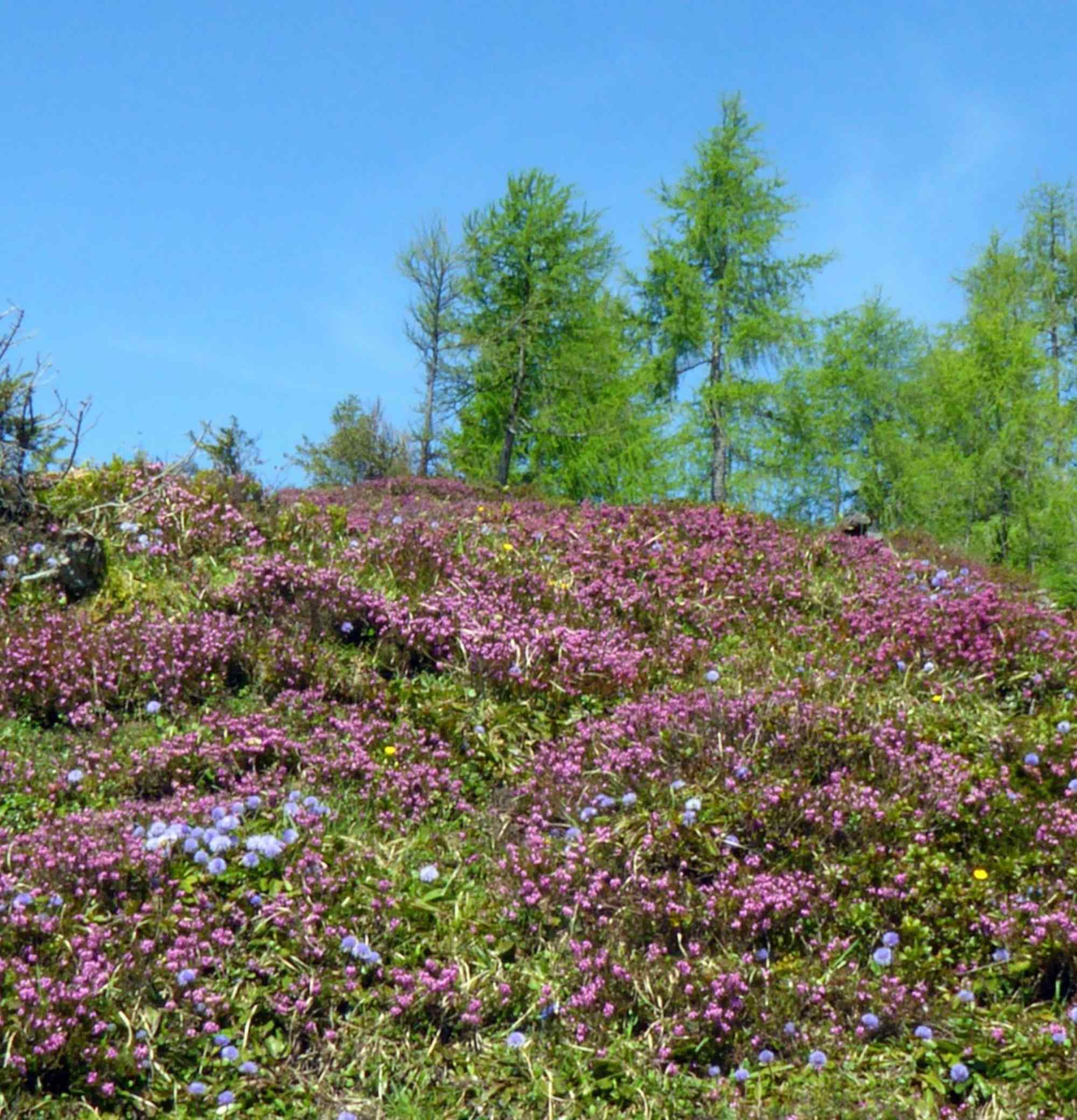 Besenheide auf dem Gelände der Edtalm