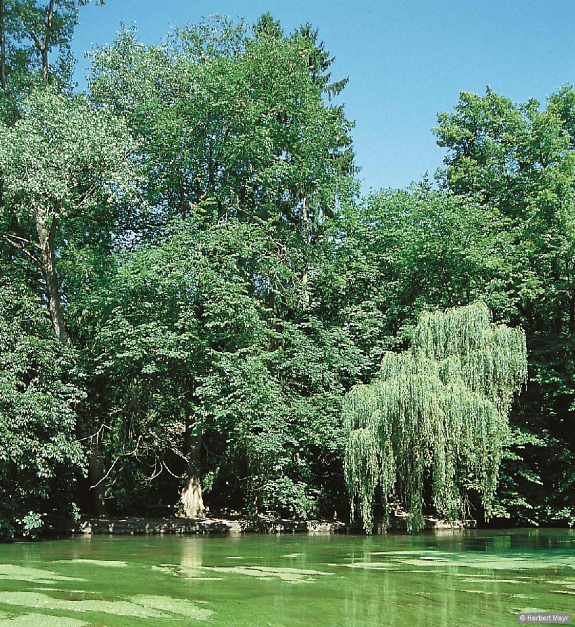 Im Aachtopf tritt das bei Immendingen im Karst versickerte Donauwasser wieder zutage und nährt auf seinem weiteren Weg den Rhein.
